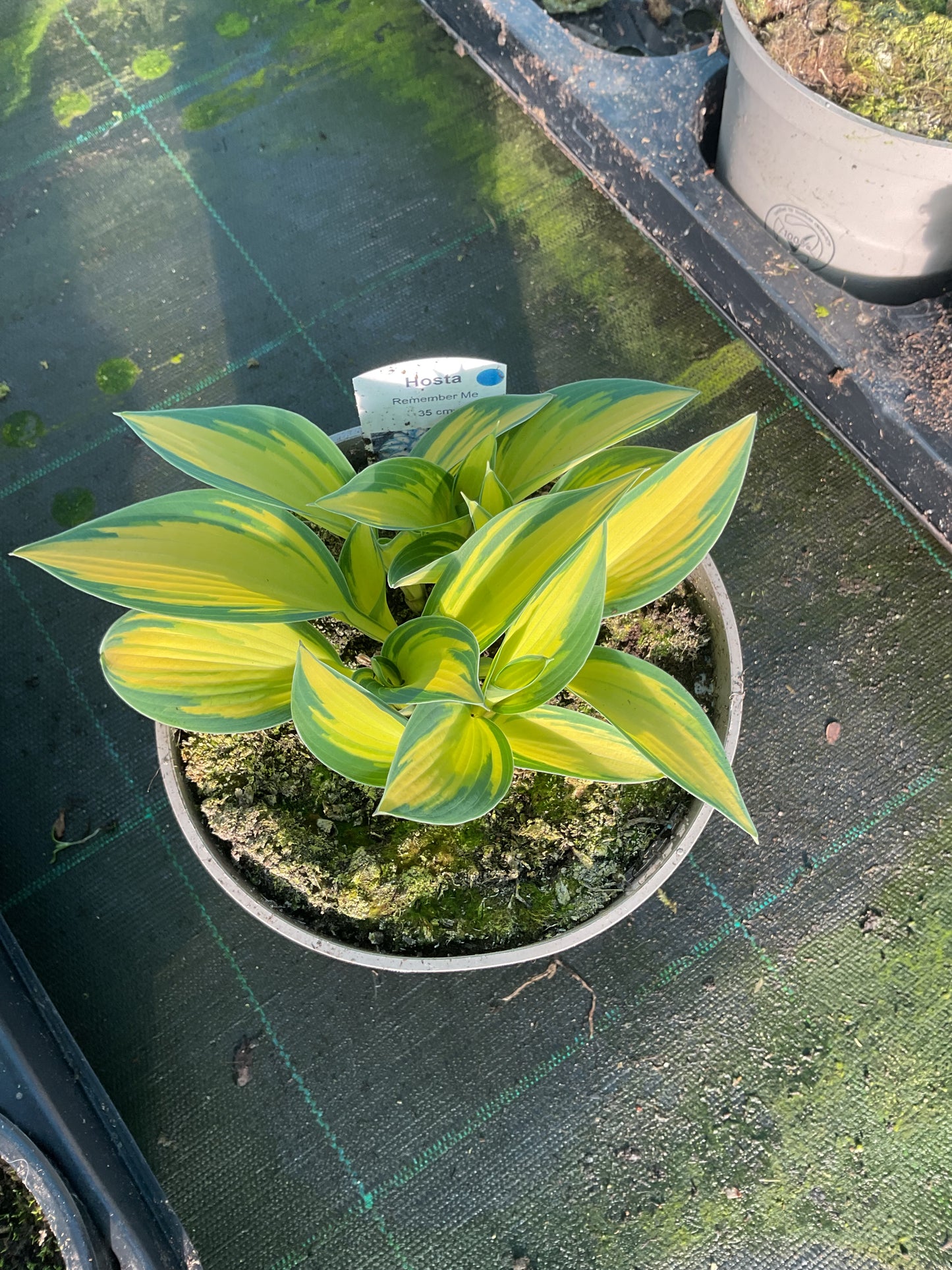 Hosta ‘Remember Me’ P15