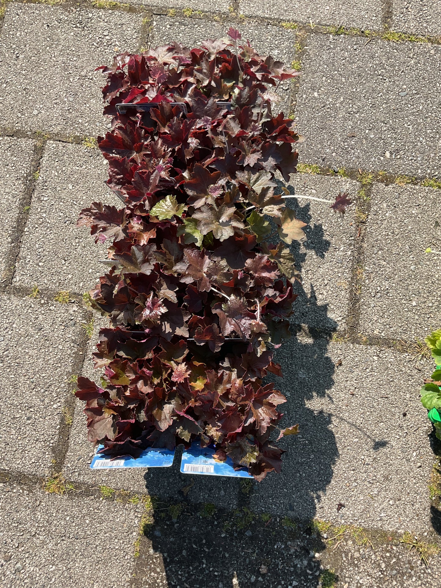 Heuchera micrantha ‘Palace Purple’ P11x11