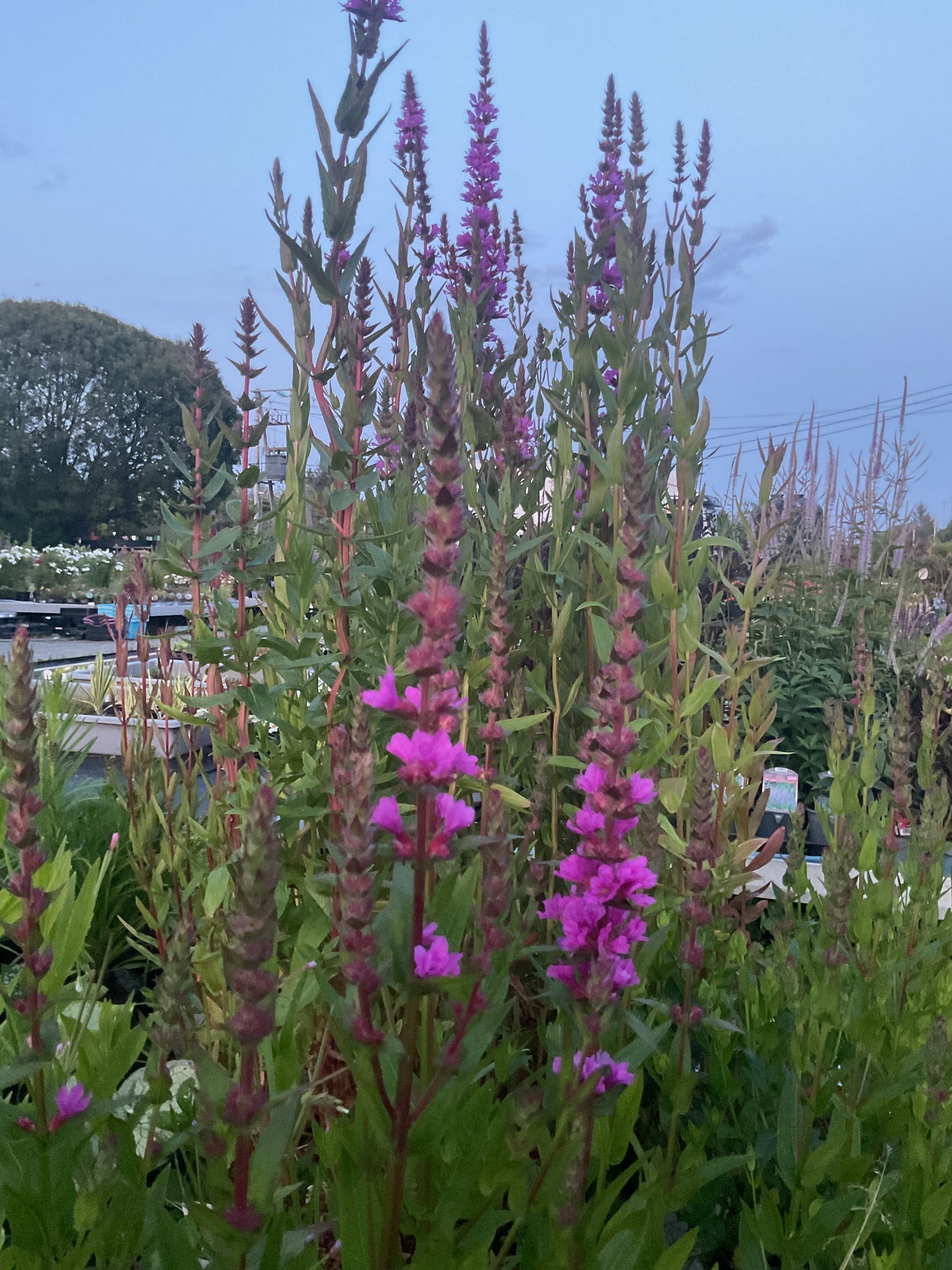 Lythrum salicaria ‘Robin’ P17