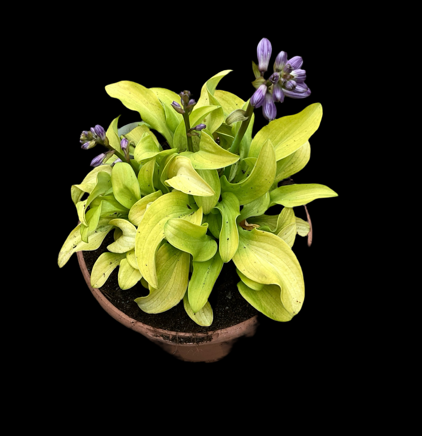 Hosta ‘Sun Mouse’ P15