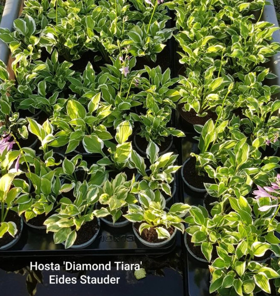 Hosta ‘Diamond Tiara’