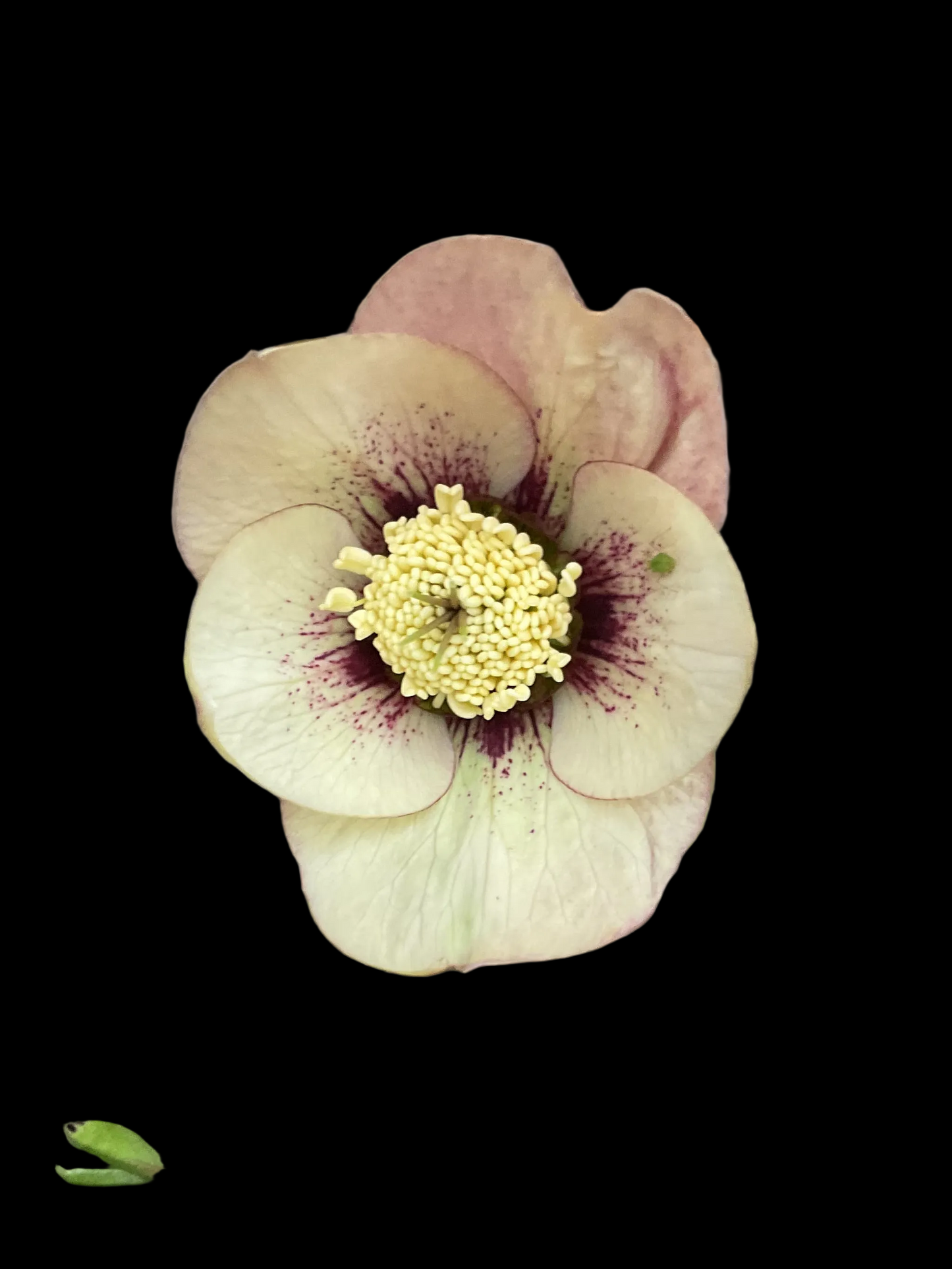 Helleborus orientalis ‘Sandy Shores’ P17