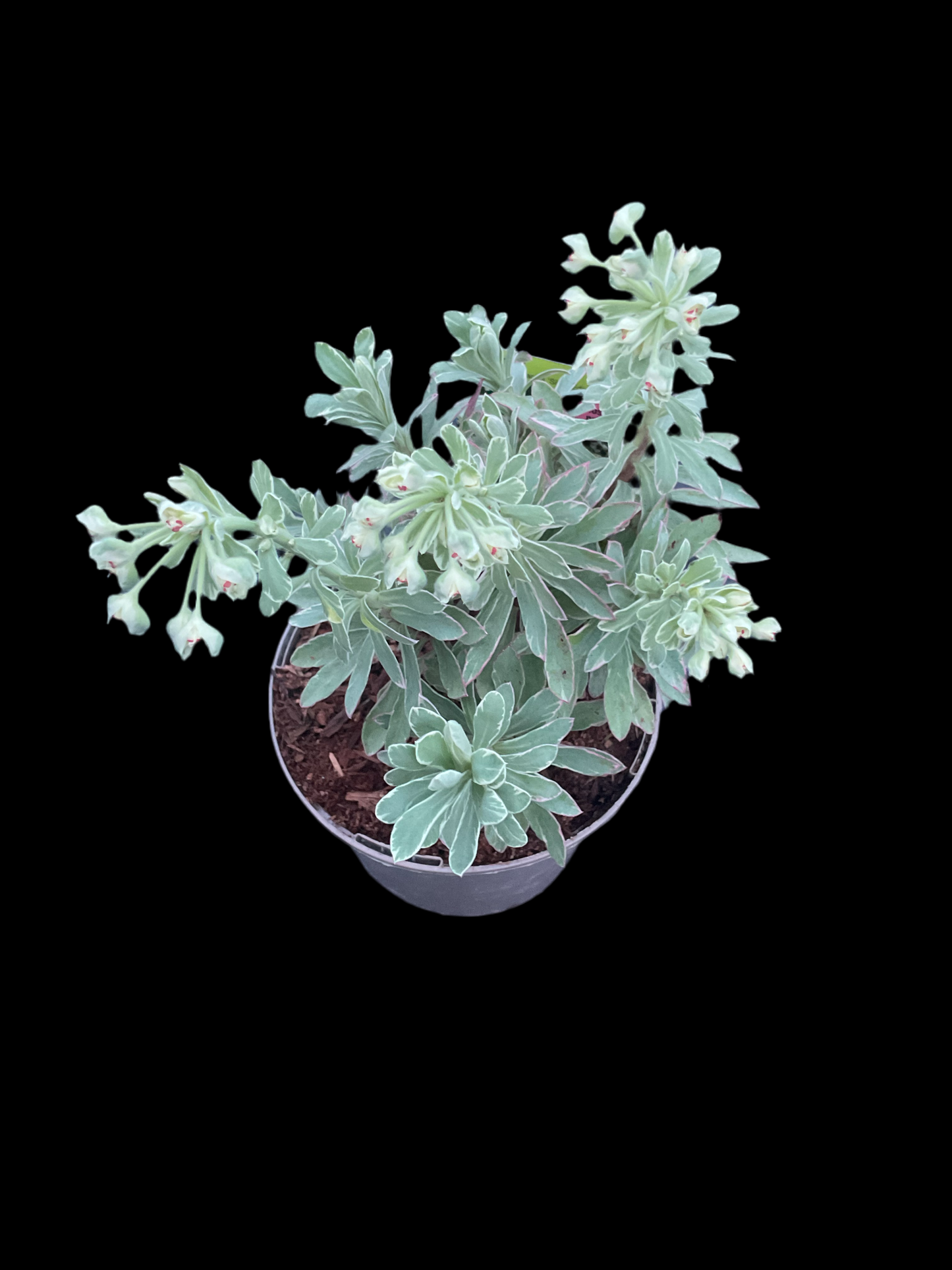Euphorbia characias ‘Silver Edge’ P13
