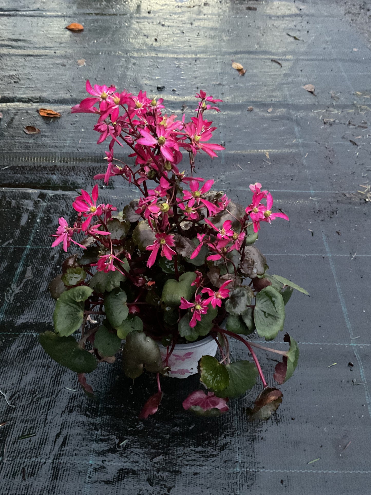 Saxifraga cortusifolia ‘Dancing Pixies Tally’ Rød P13