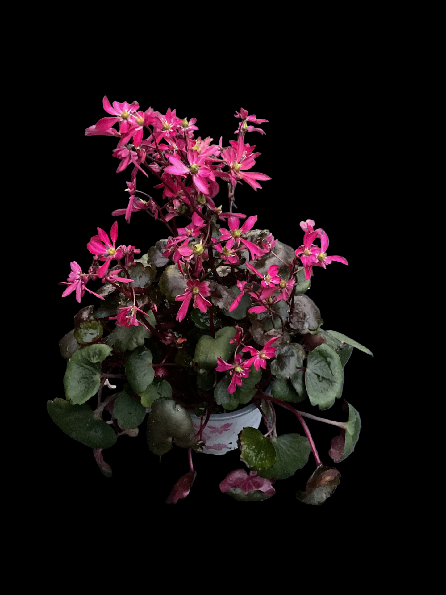 Saxifraga cortusifolia ‘Dancing Pixies Tally’ Rød P13