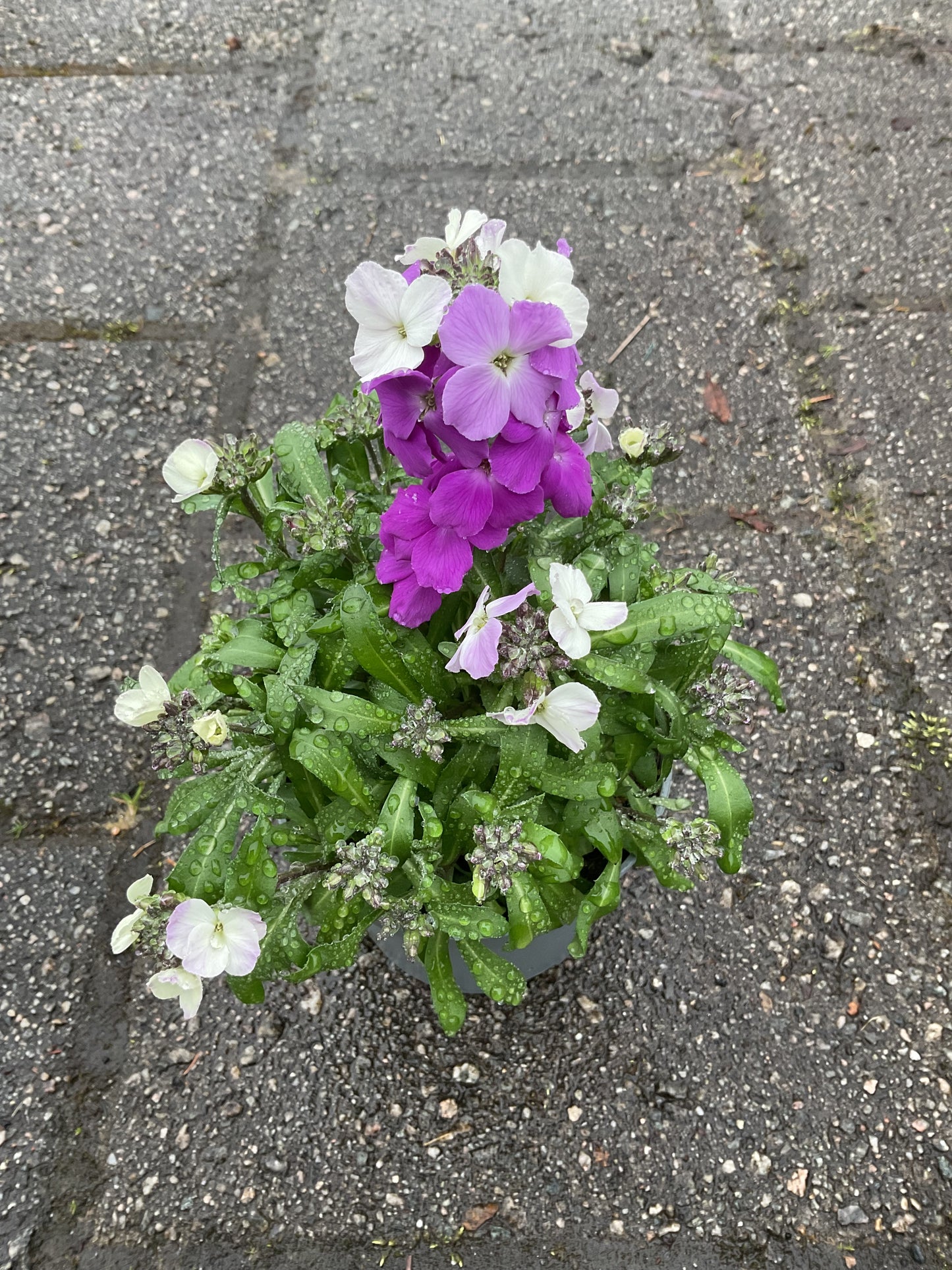 Erysimum cheiri P12