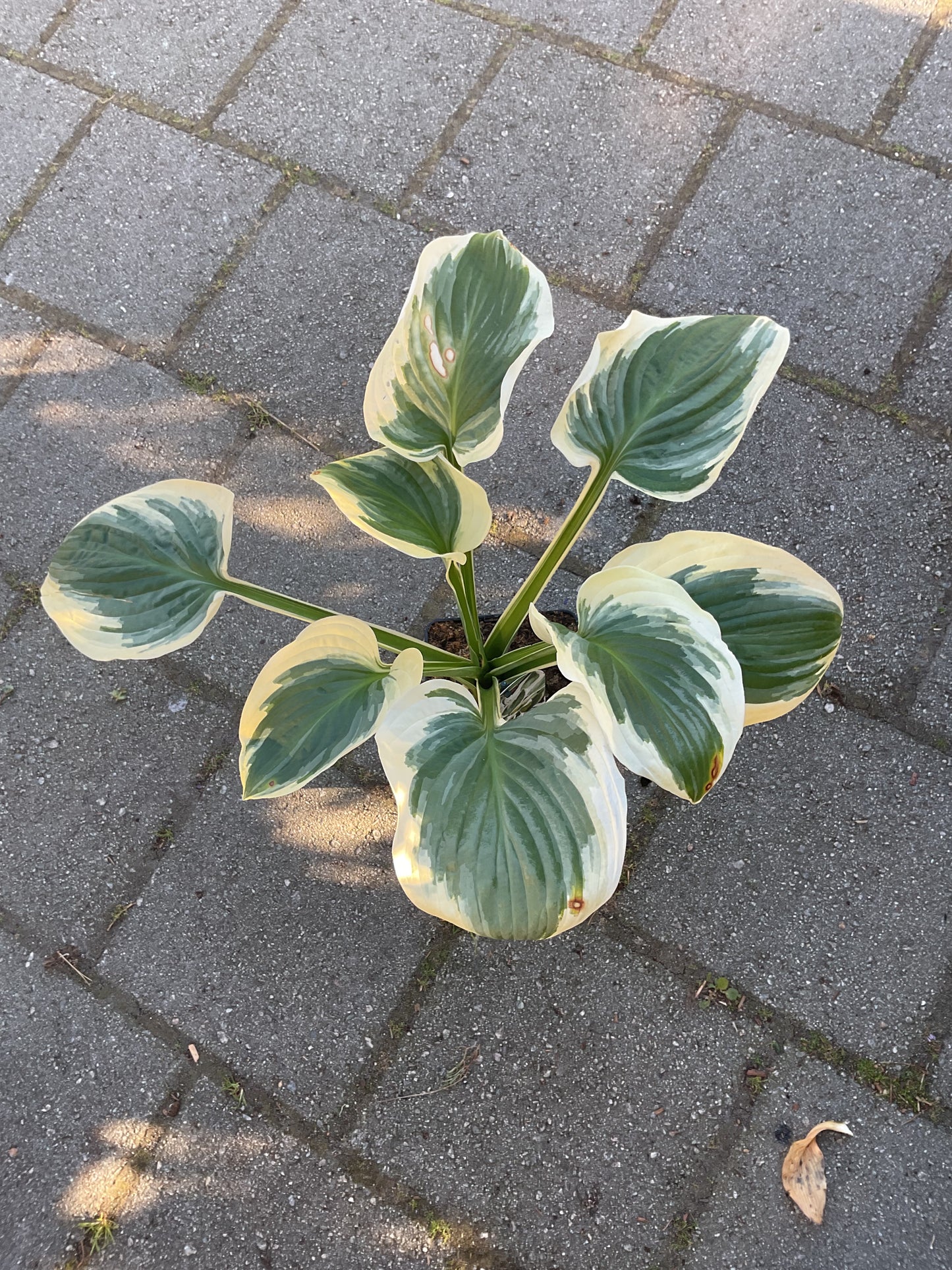 Hosta ‘Diana Remembered’ P17