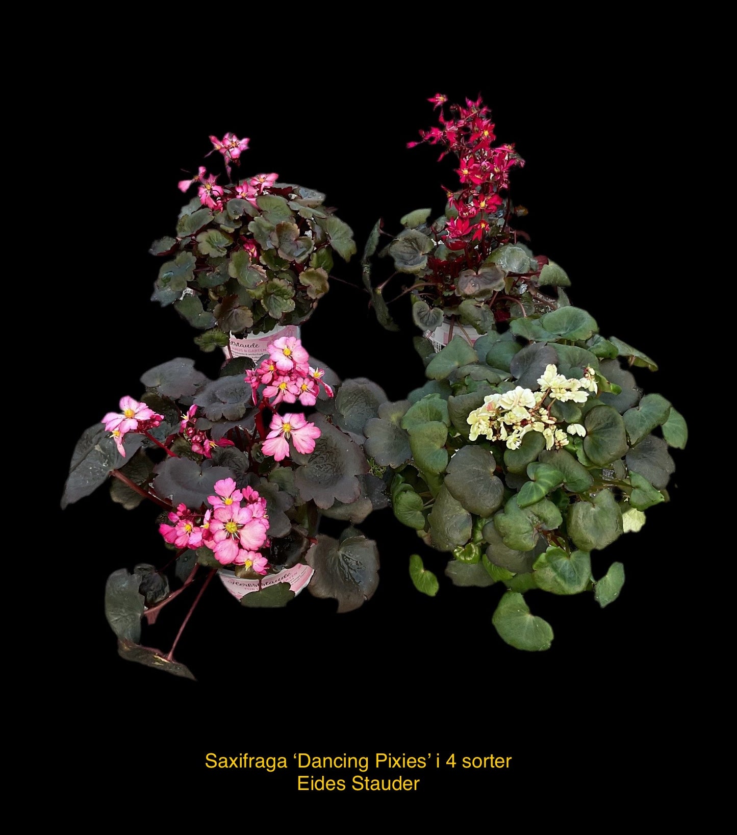 Saxifraga cortusifolia ‘Dancing Pixies Tony’ P13