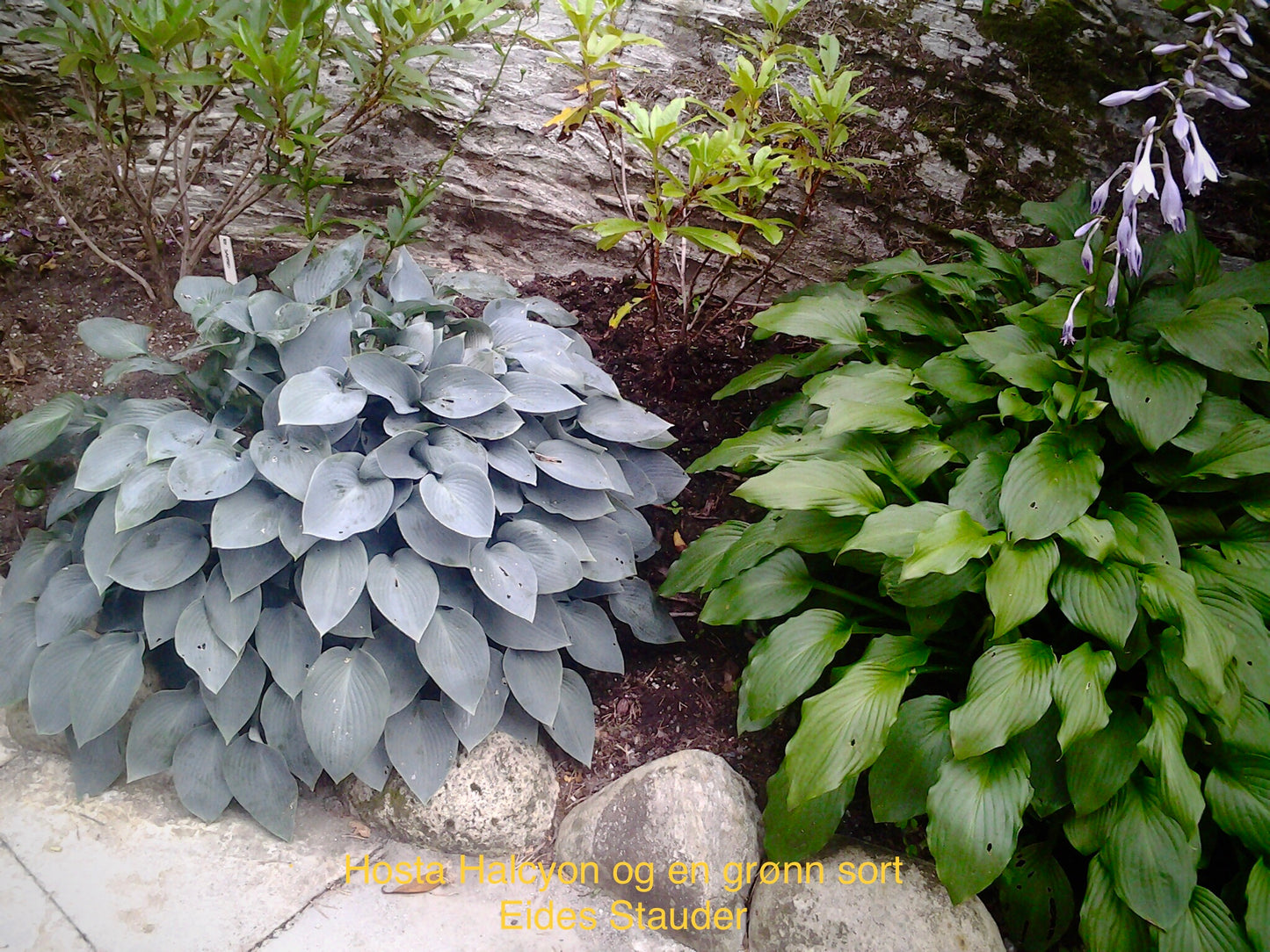 Hosta ‘Halcyon’ P15