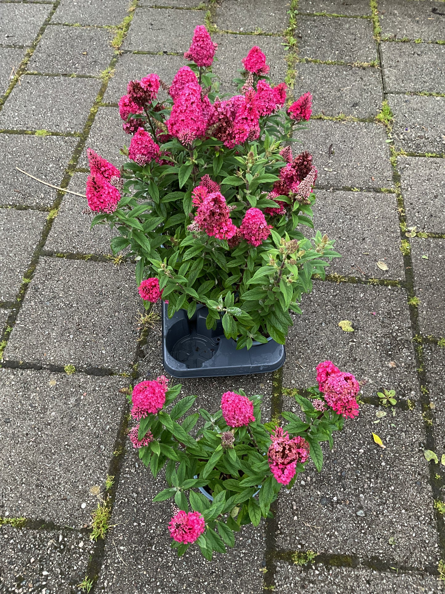 Buddleja ‘Little Ruby’ P13
