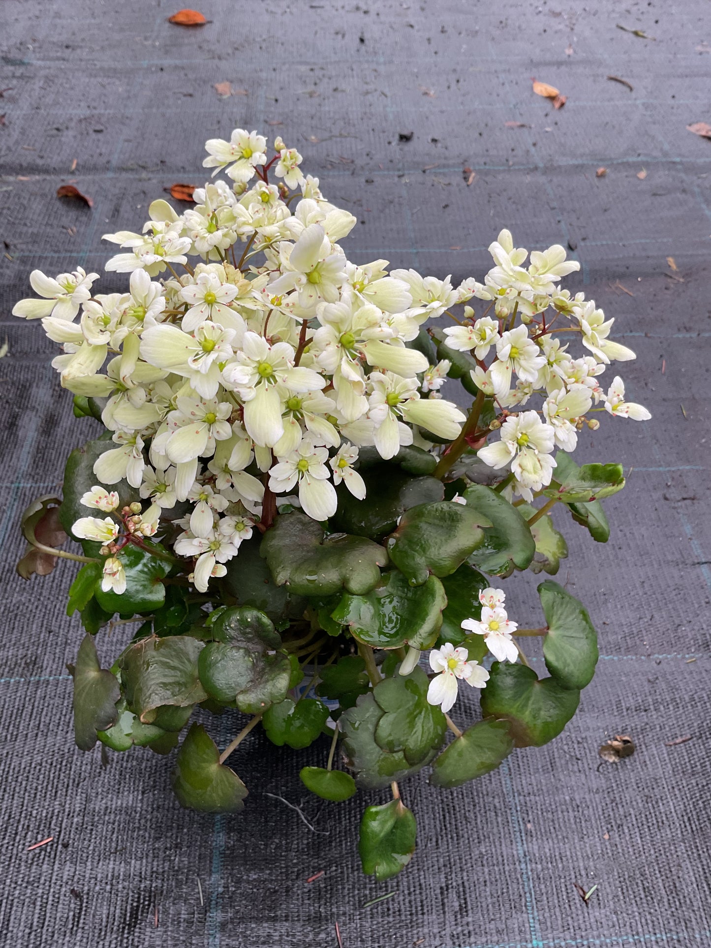 Saxifraga cortusifolia ‘Dancing Pixies Thea’ Hvit P13