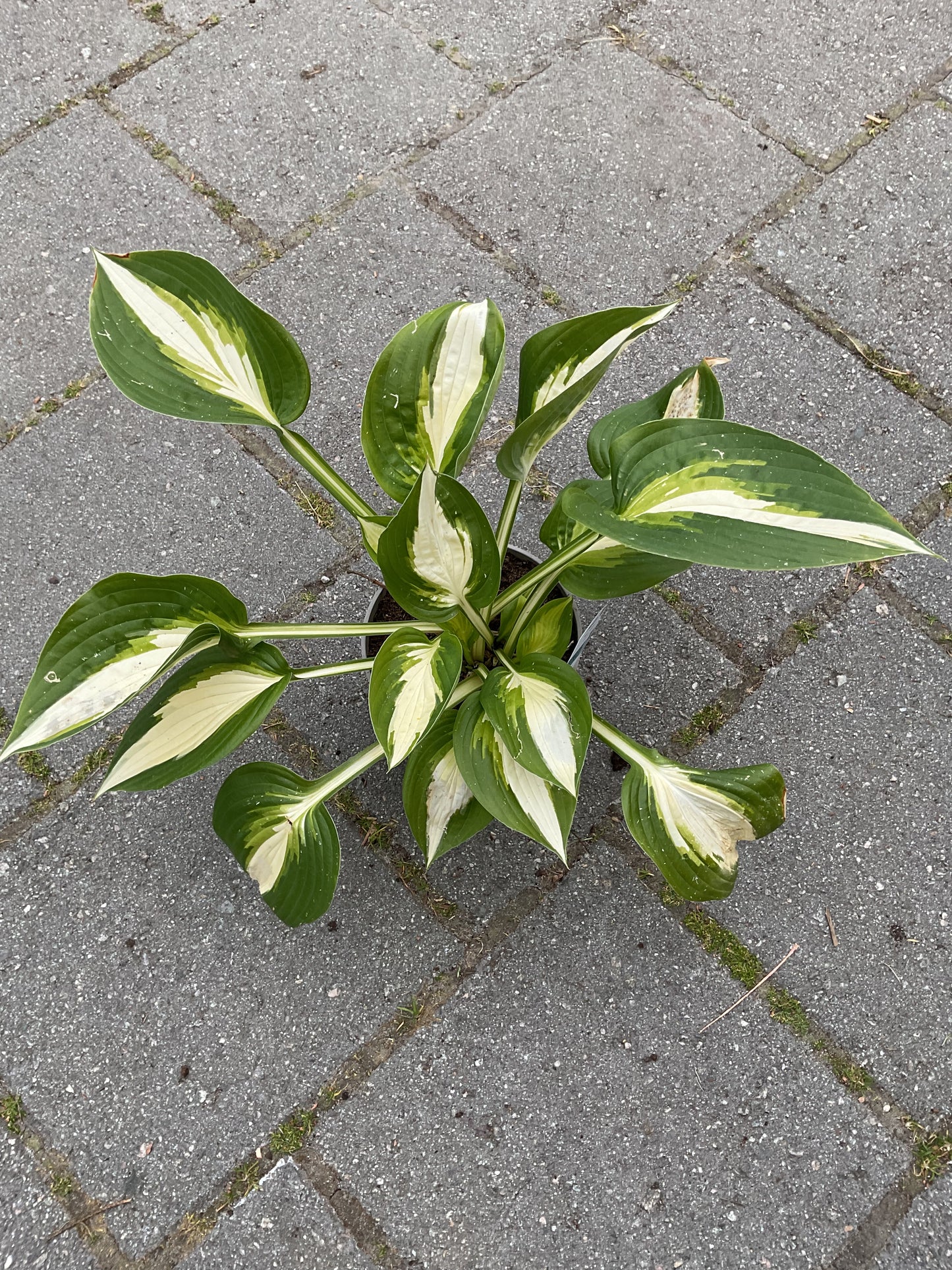 Hosta ‘Ann Kulpa’