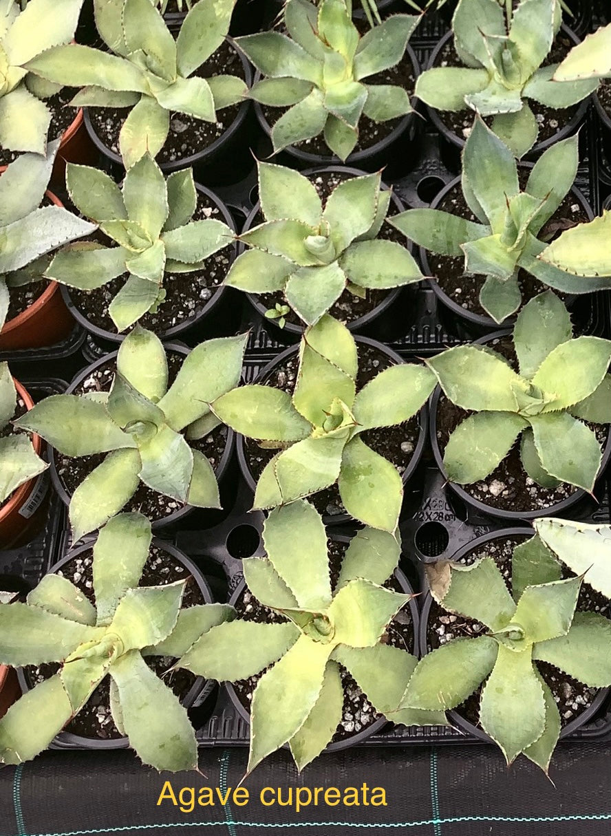 Agave cupreata P14