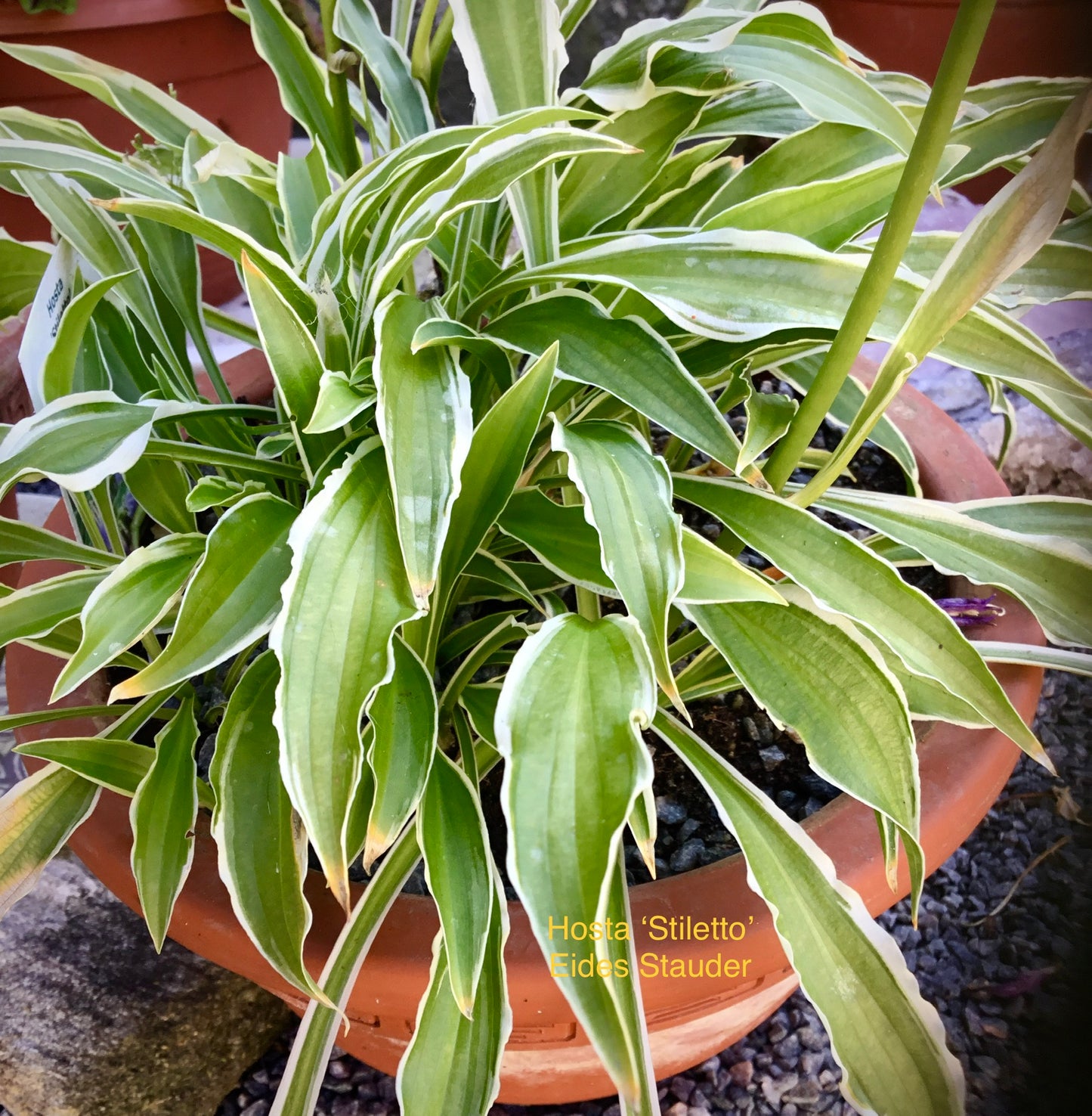 Hosta ‘Stiletto’