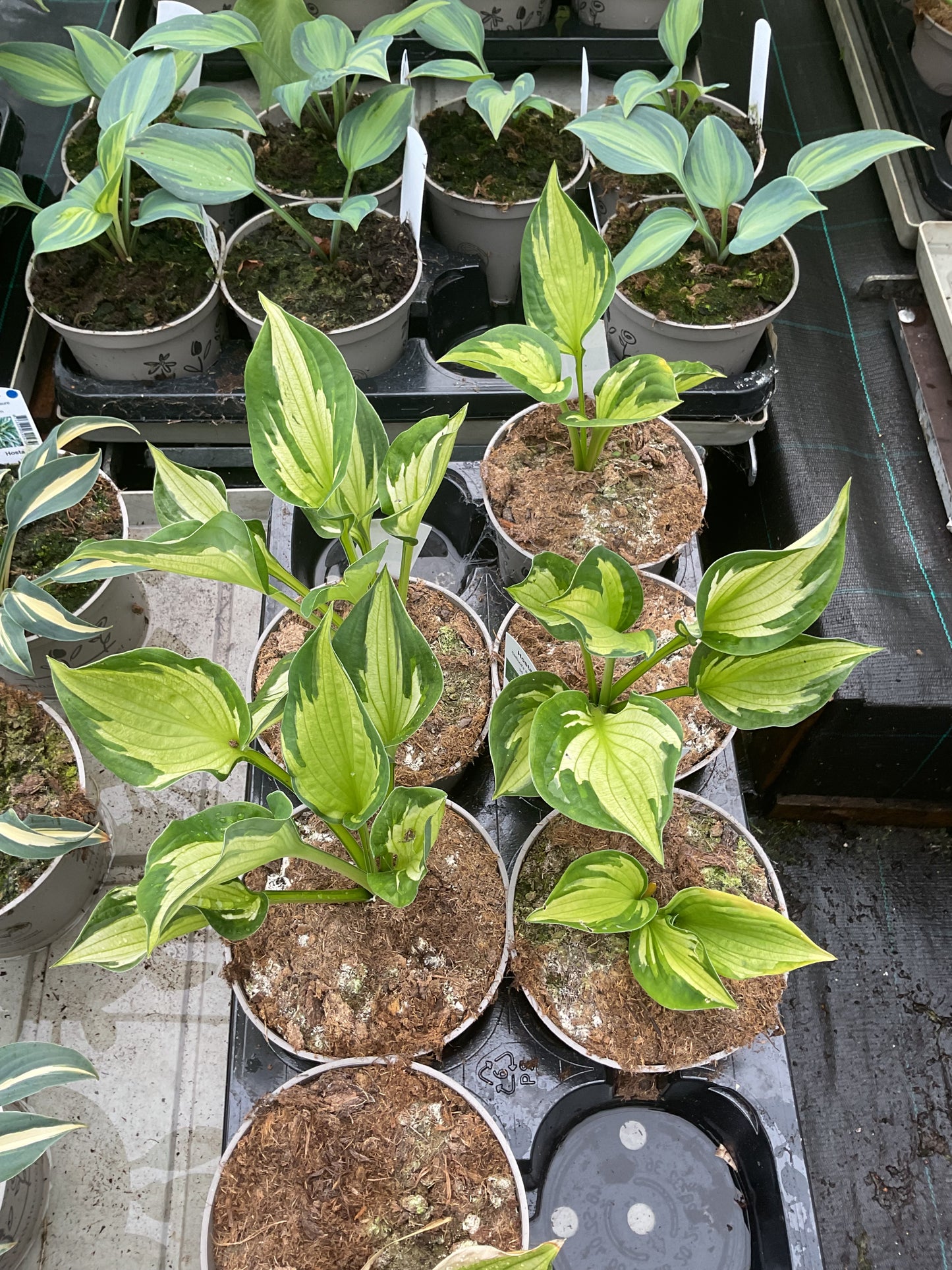Hosta ‘Clifford’s Stingray’®️