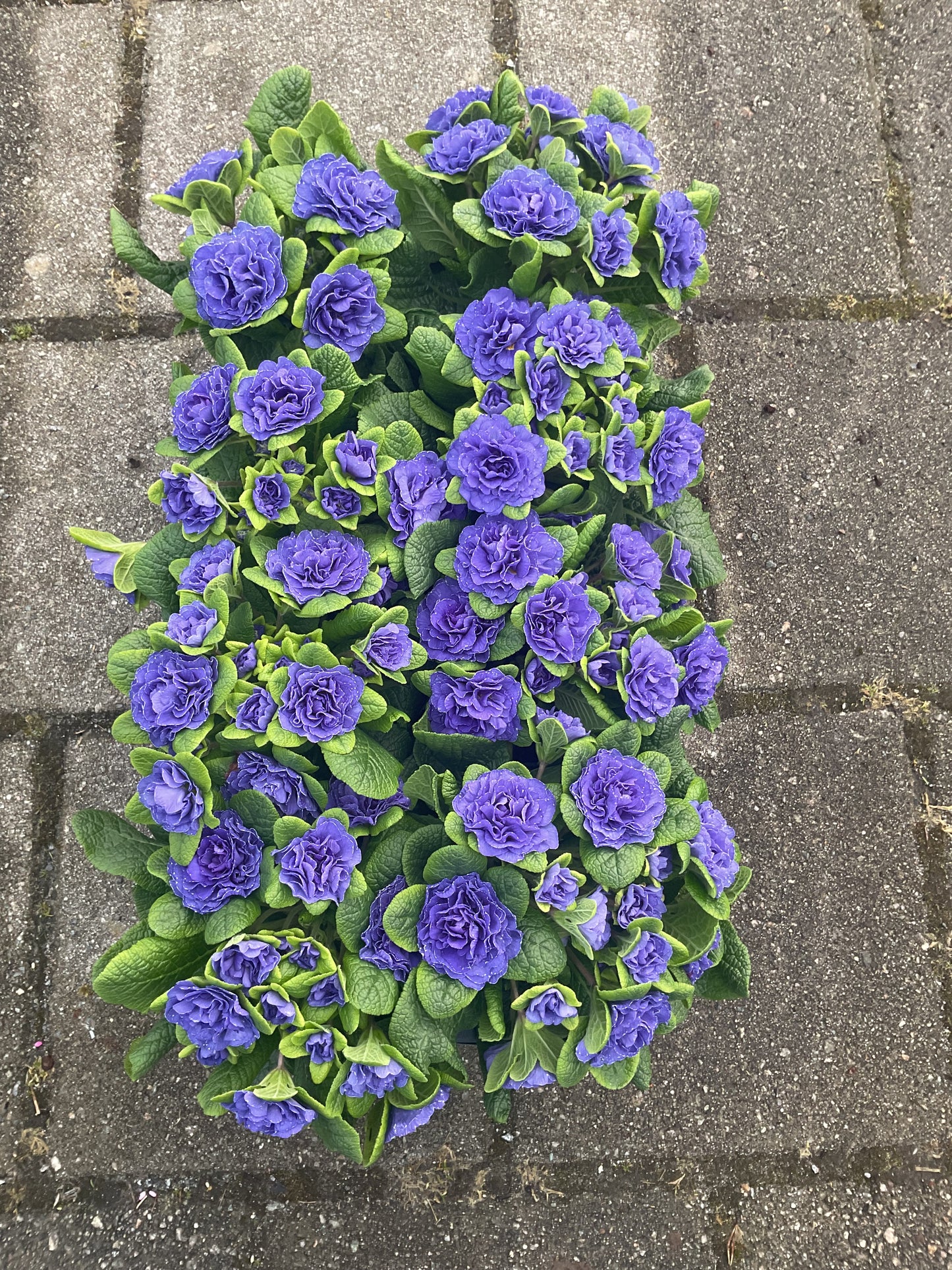 Primula Belarina ‘Galaxy’ P12