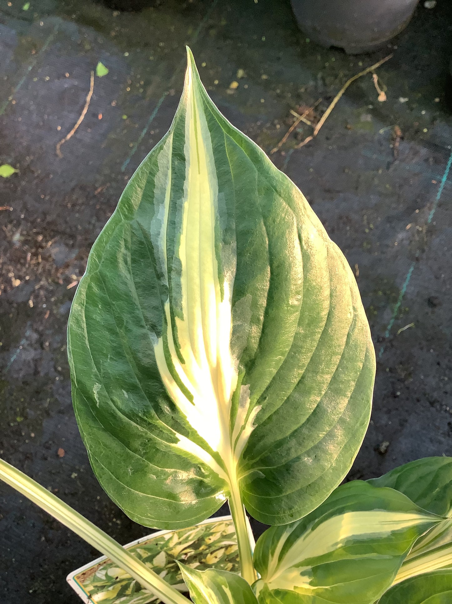 Hosta ‘Revolution’ P15