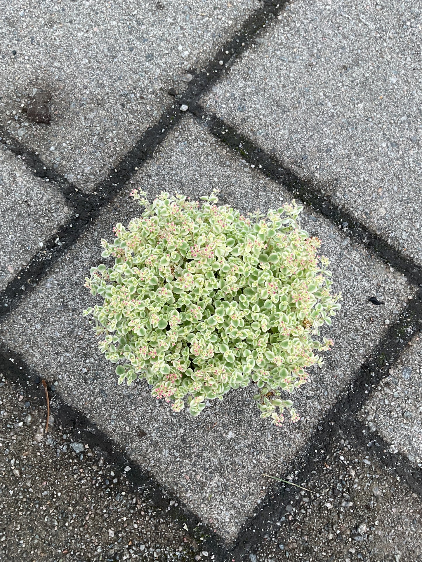 Sedum ‘Little Missy’ P13