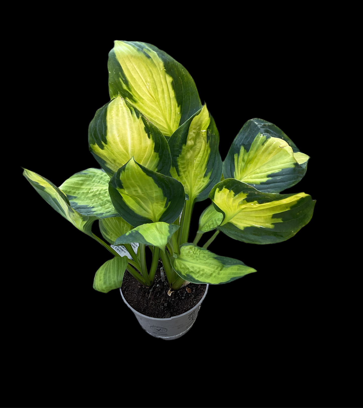 Hosta ‘Captain Kirk’