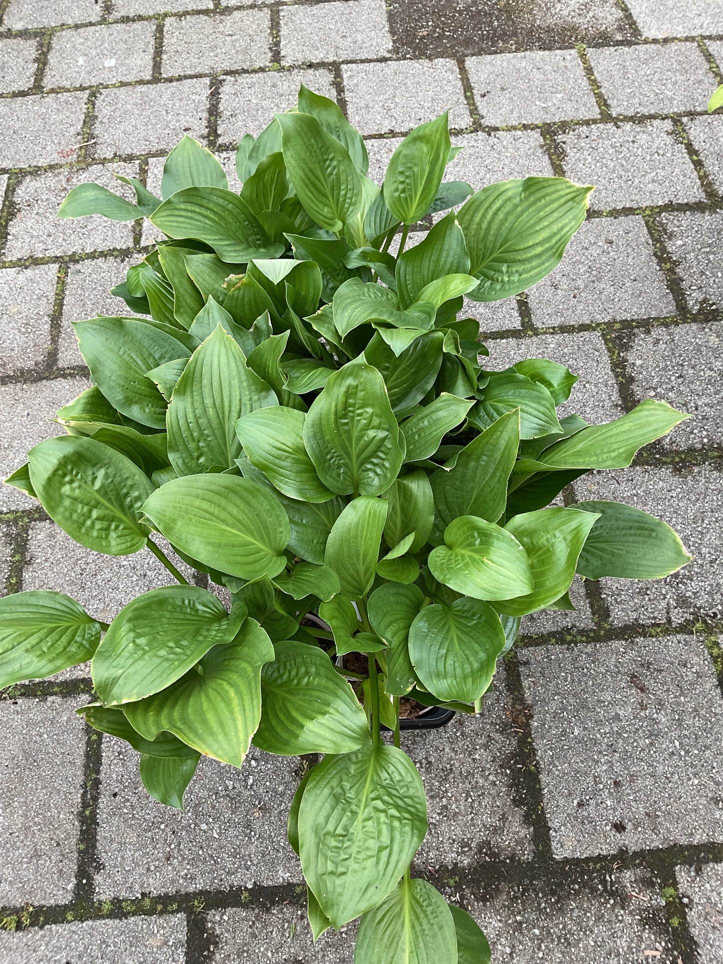 Hosta ‘Royal Standard’ P15