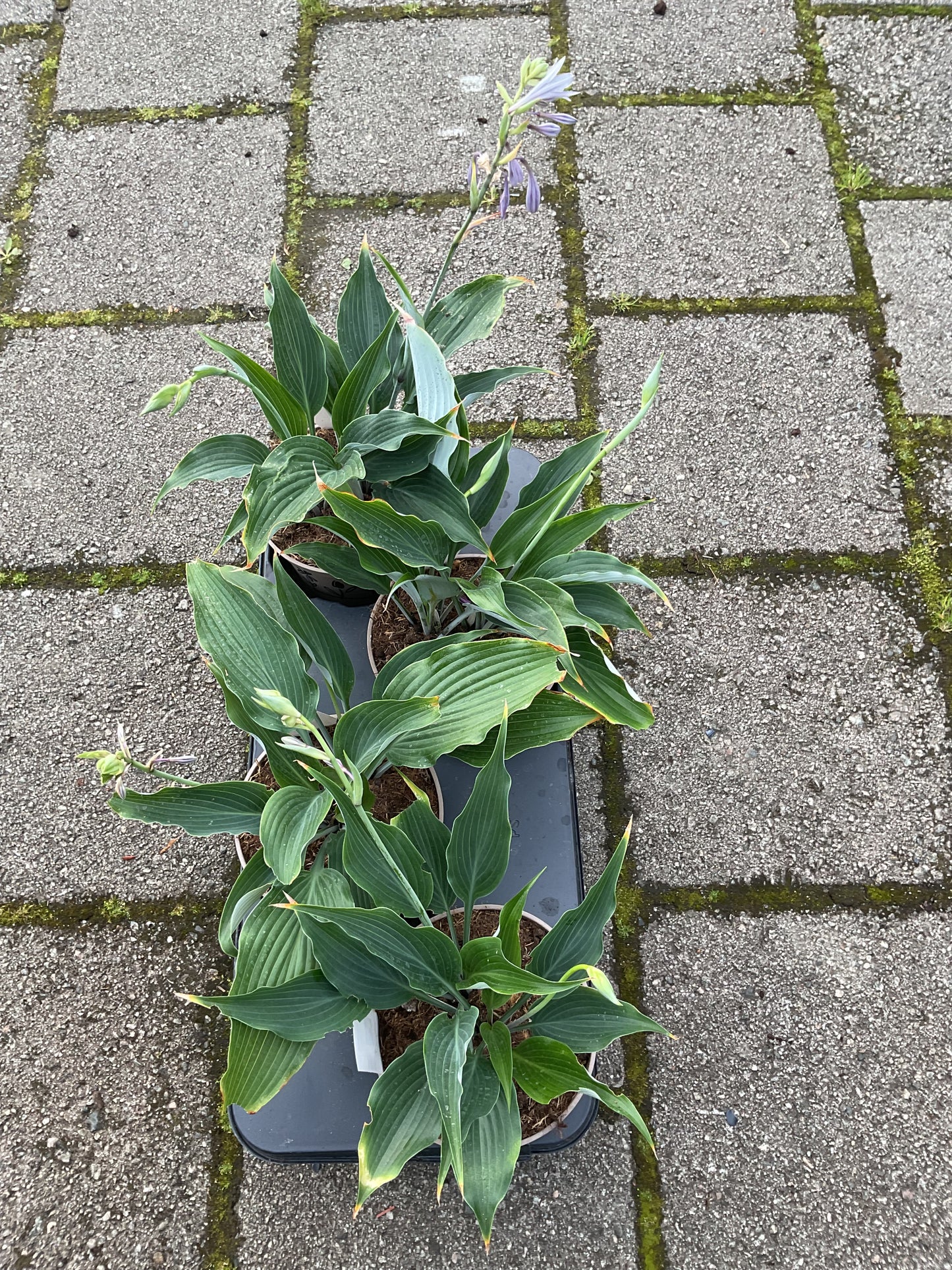 Hosta ‘Smokey’