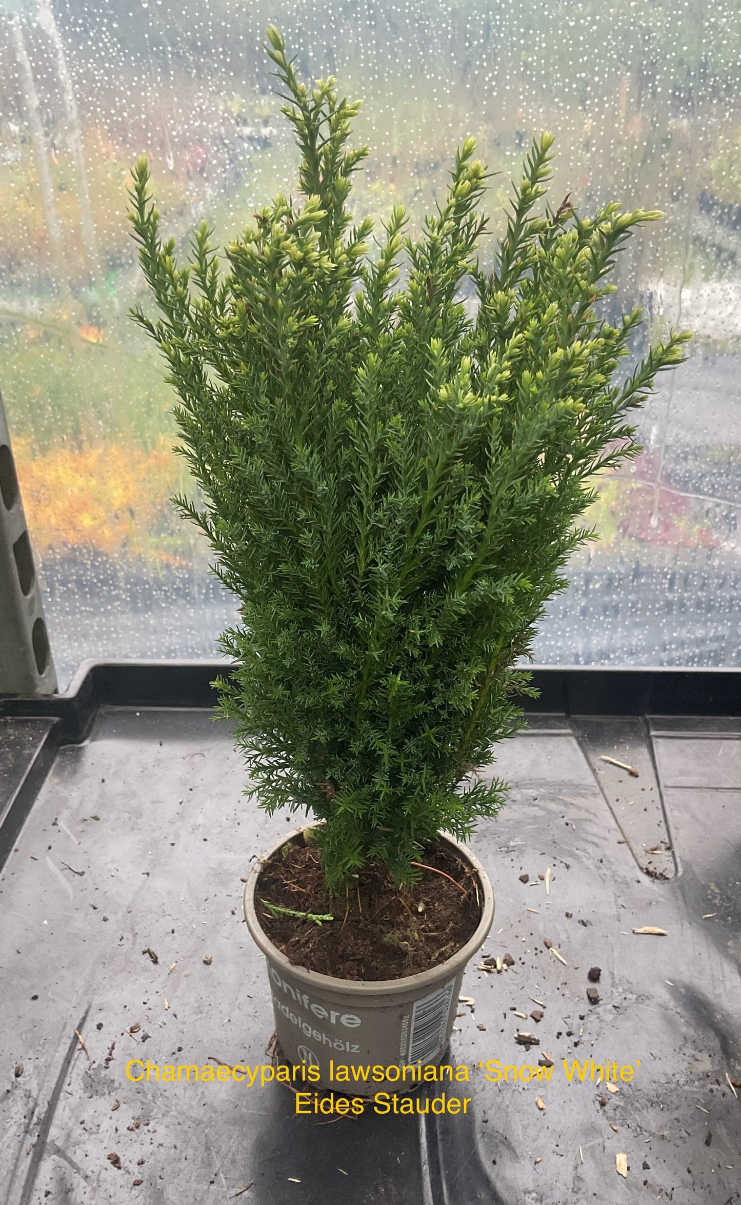 Chamaecyparis lawsoniana ‘Snow White’ P9