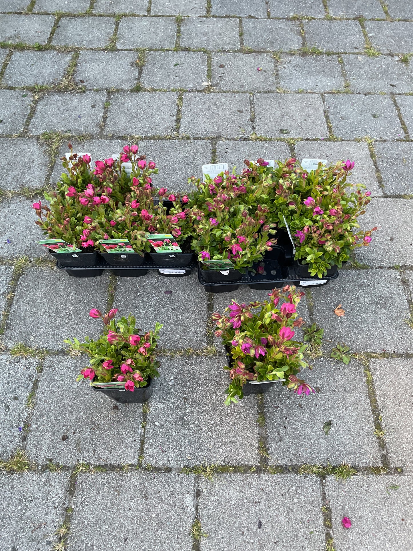 Rhododendron camtchaticum ‘Rød Form’ 2L