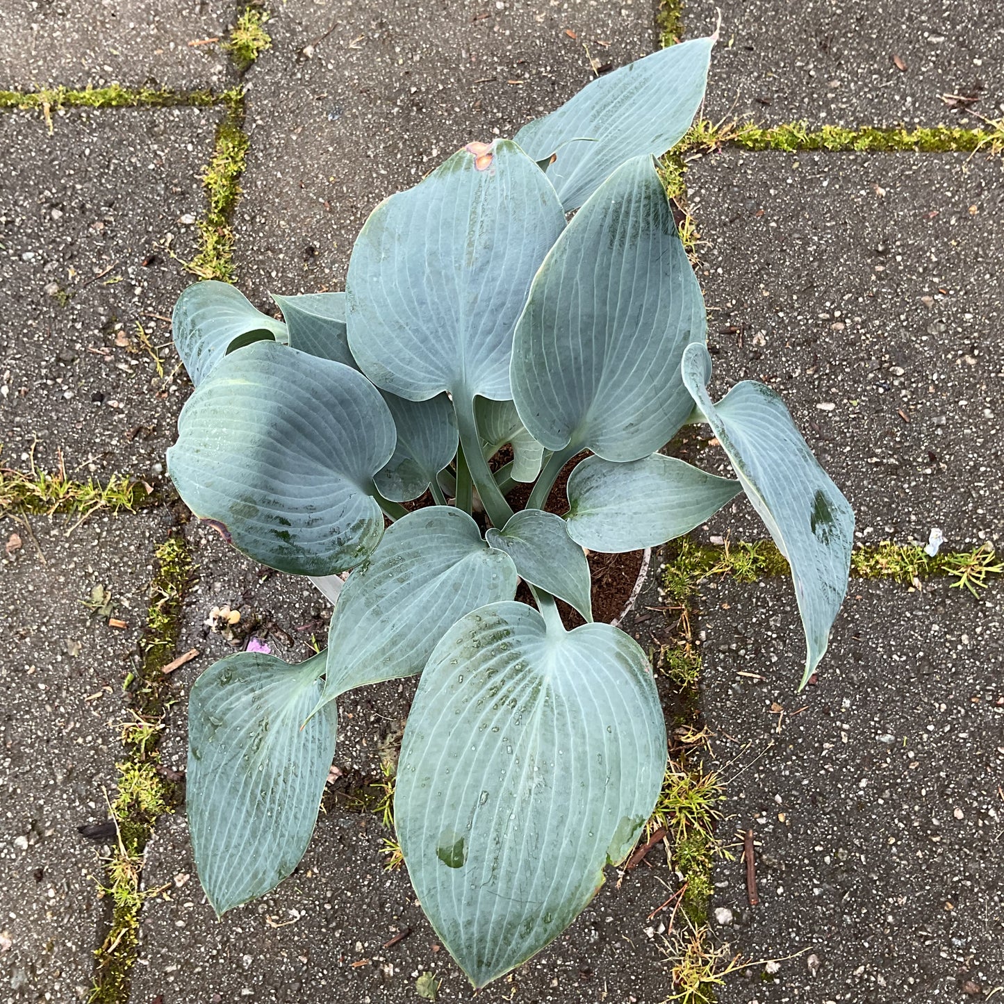 Hosta ‘Bulletproof’ P15