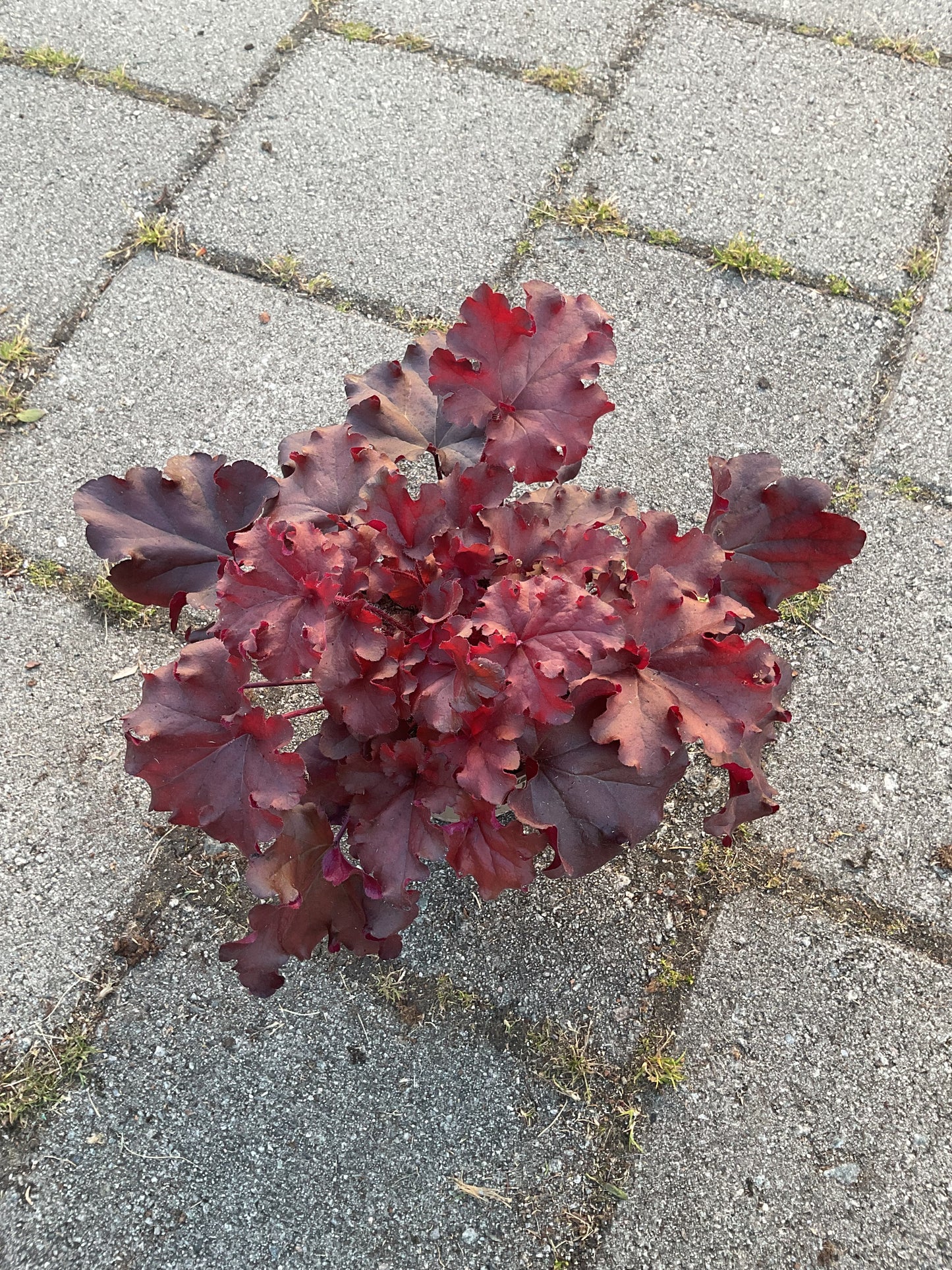 Heuchera ‘Boysenberry’ P15