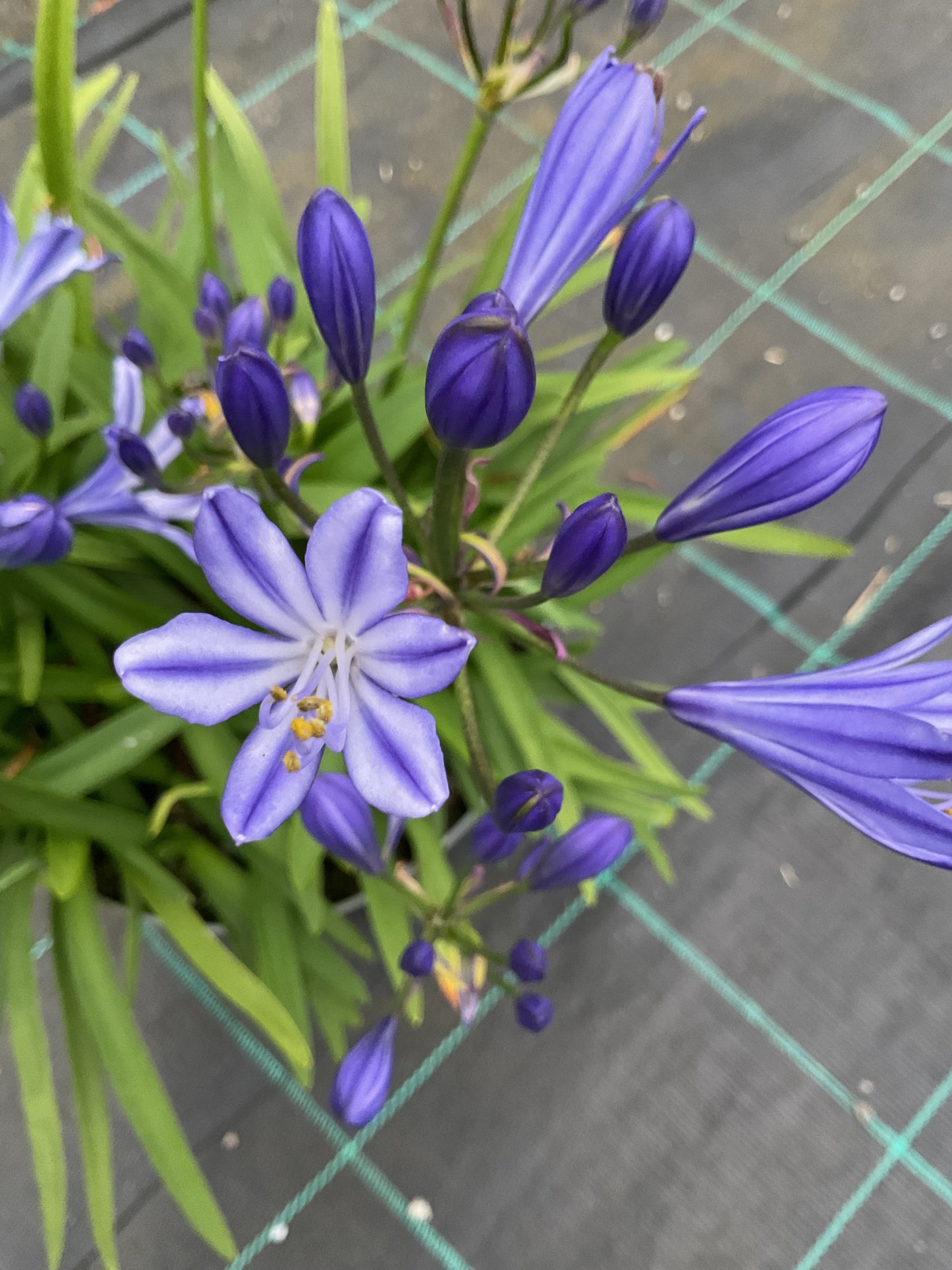 Agapanthus hybrid Blå, P19