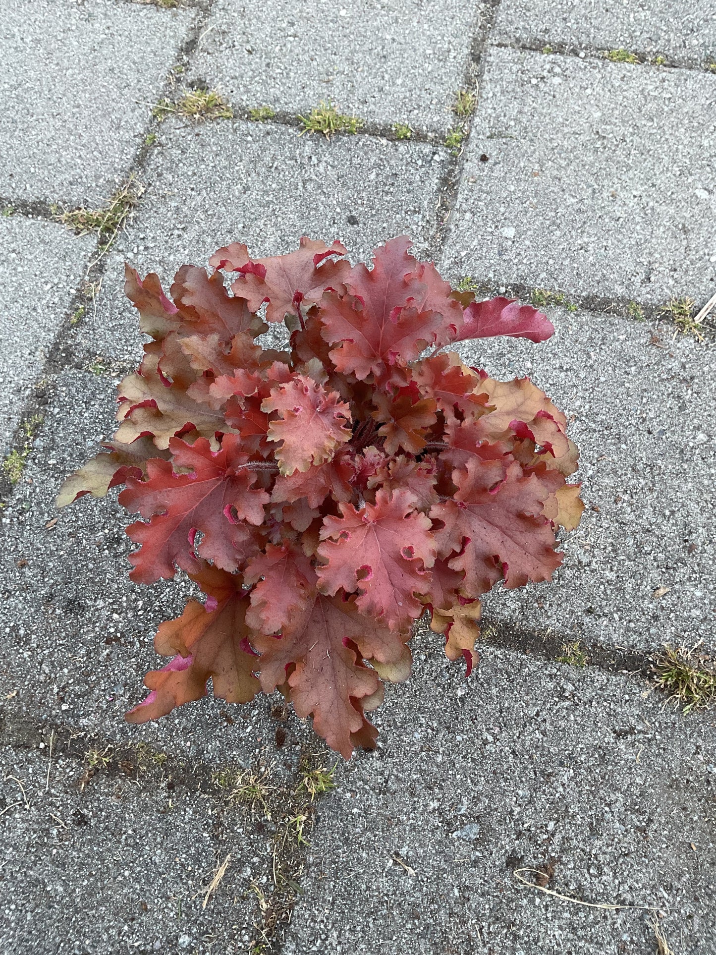 Heuchera ‘Orangeberry’ P15