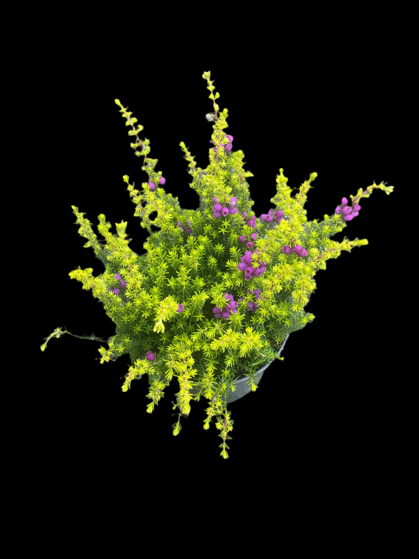 Erica cinerea Gulbladet P9