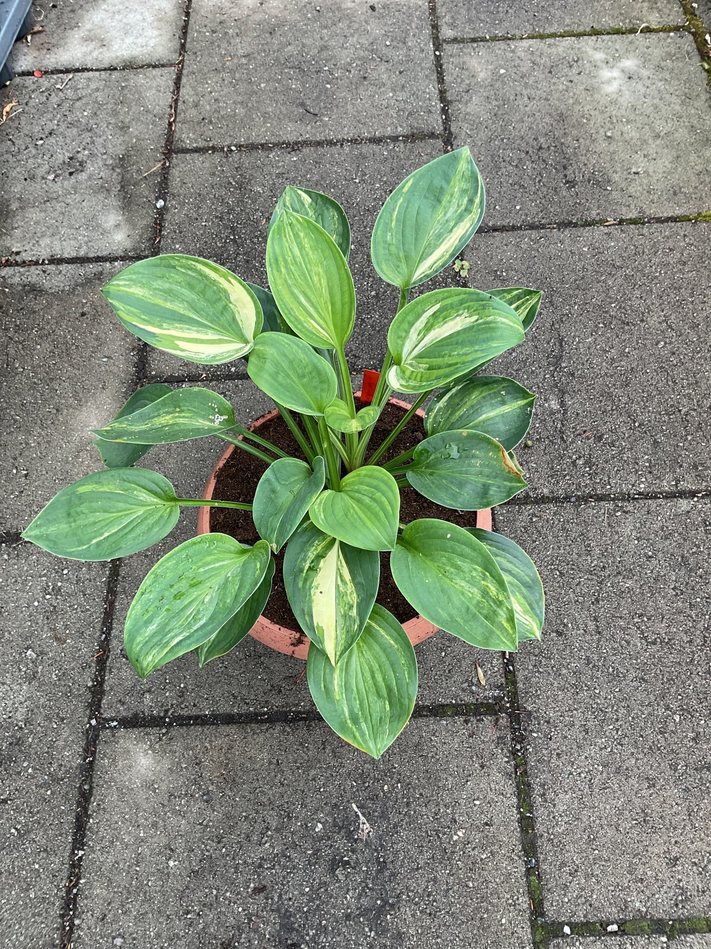 Hosta ‘William Lackman’ P10x10 cm
