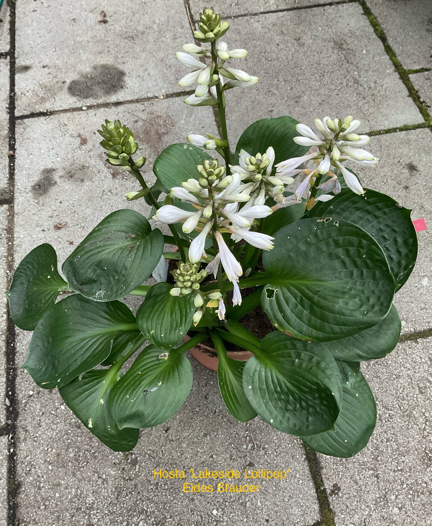 Hosta ‘Lakeside Lollipop’ P15