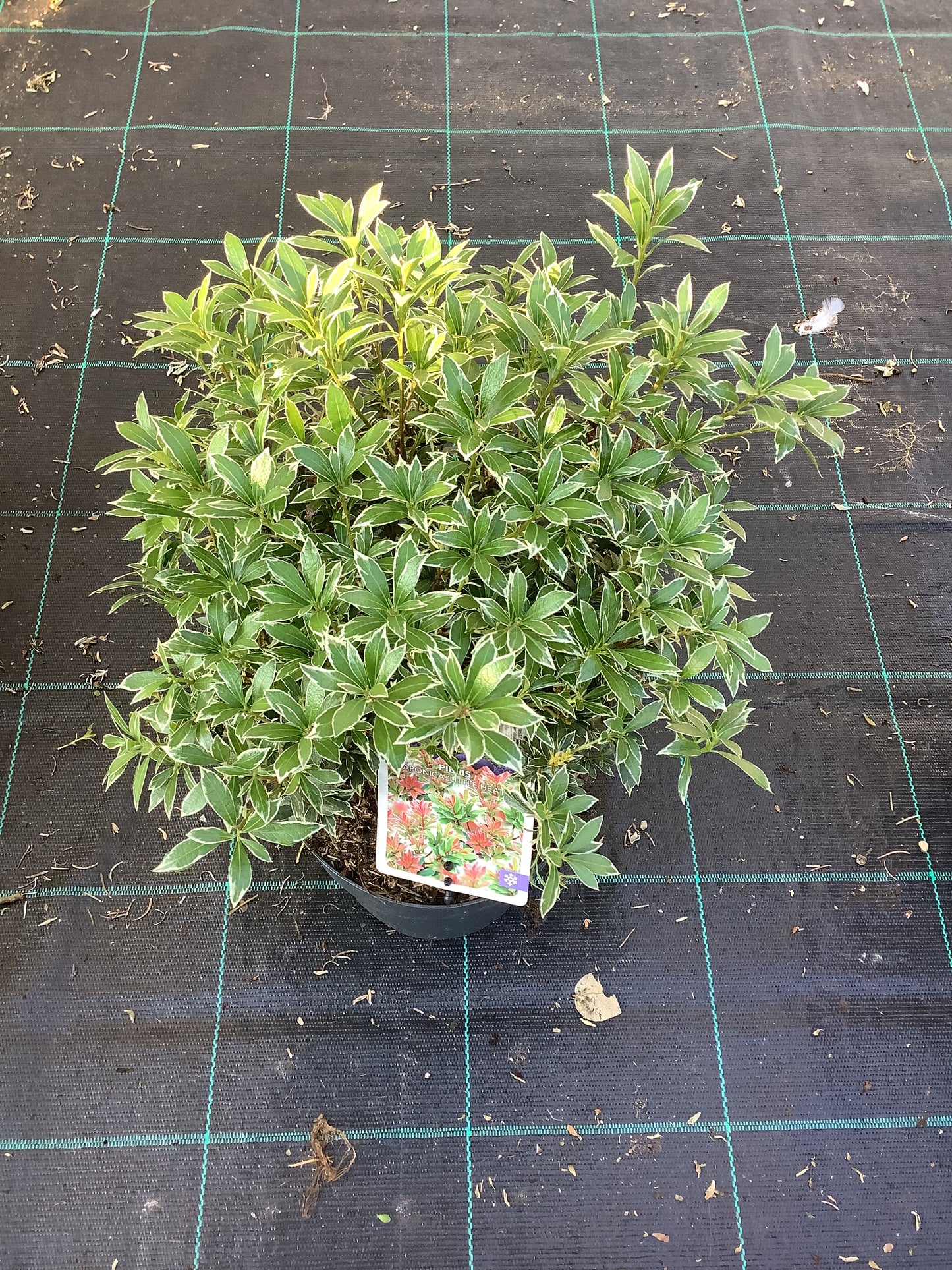 Pieris japonica ‘Little Heath’ P19