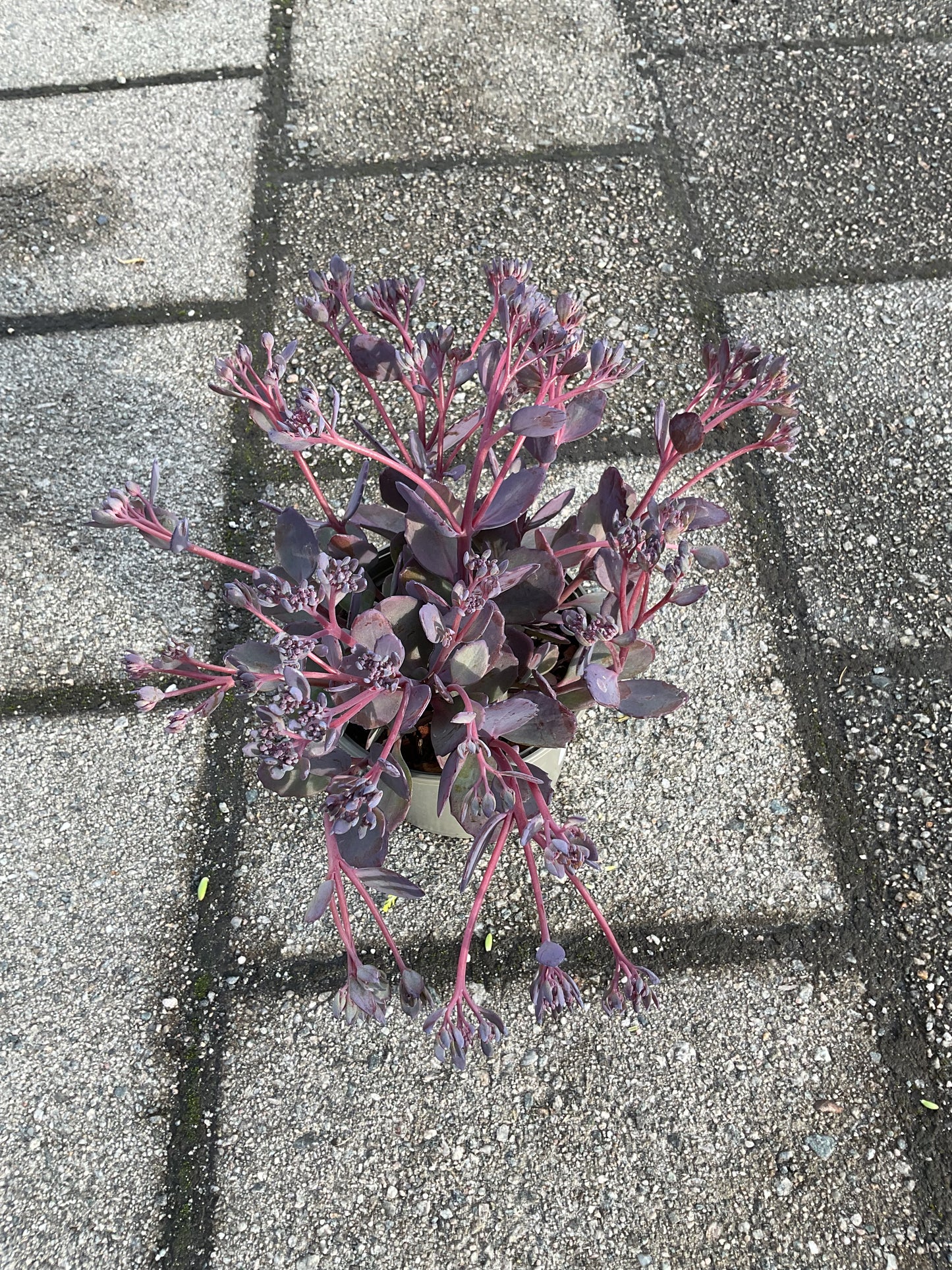 Sedum telephium ‘Seduction Rosé Soirée' P13