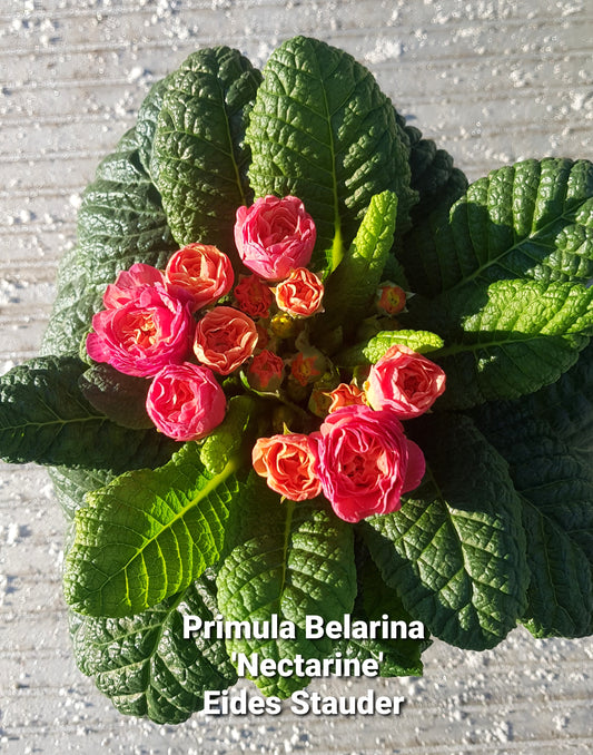 Primula Belarina ‘Nectarine’