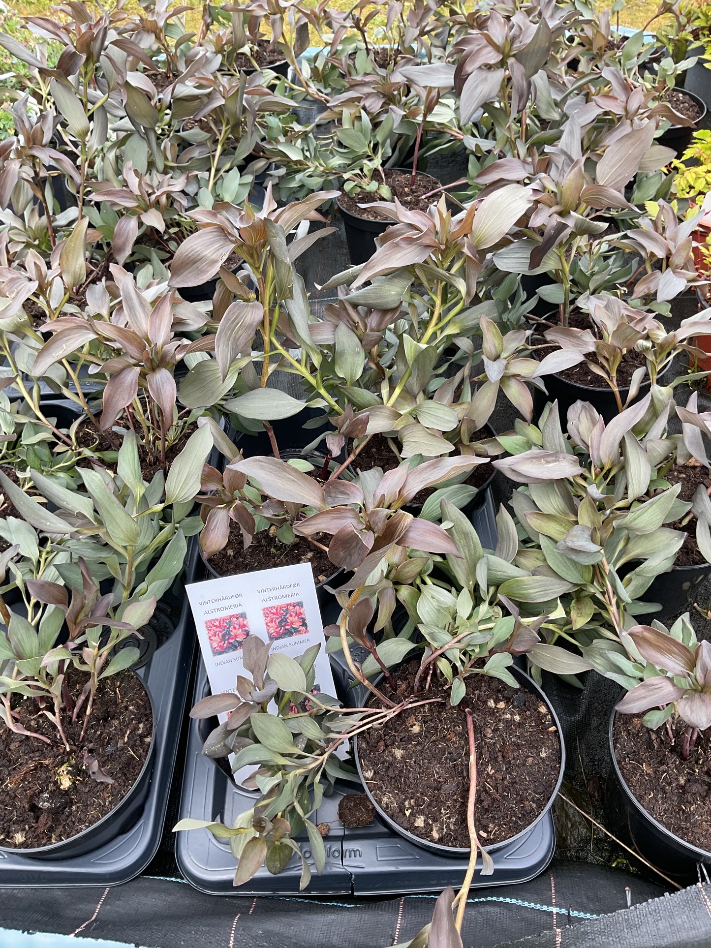Alstromeria ‘Indian Summer’ P21