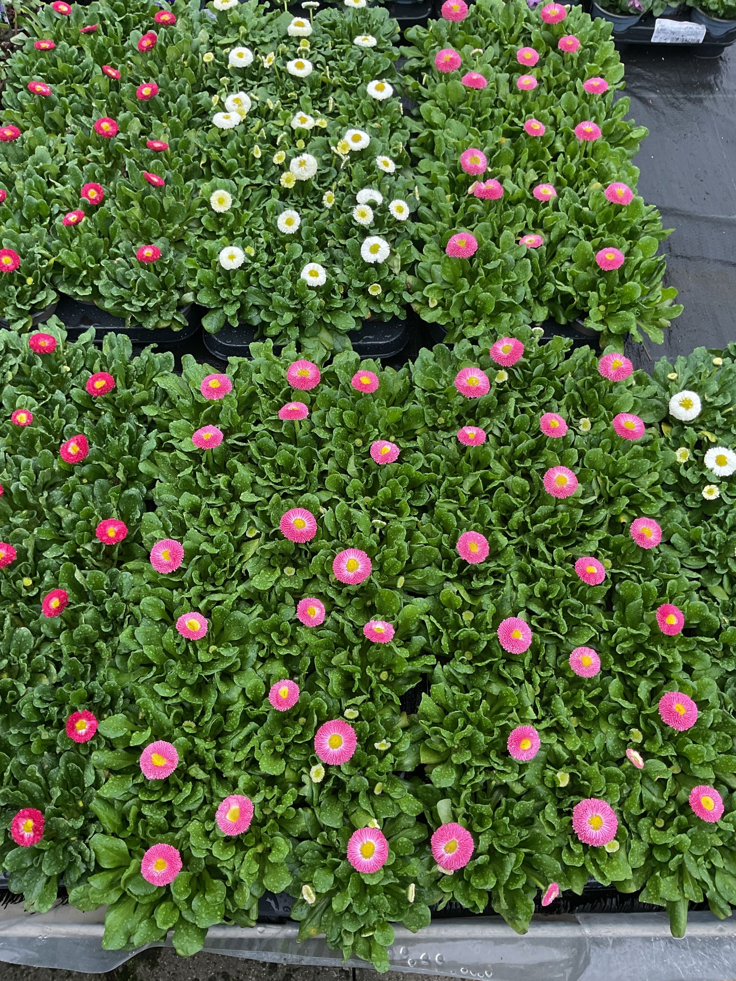 Tusenfryd Bellis perennis ‘Rosa’ P9