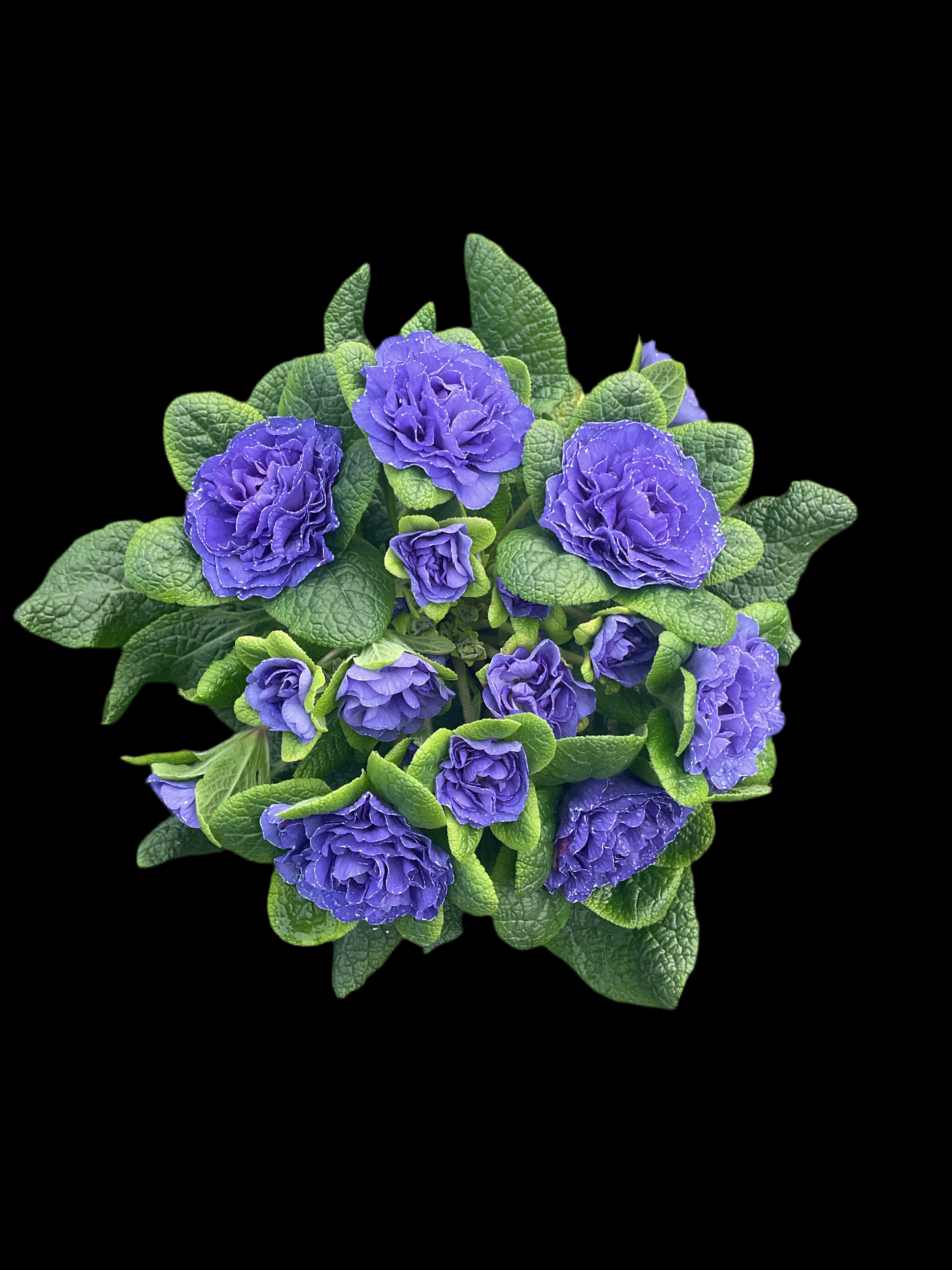 Primula Belarina ‘Galaxy’ P12