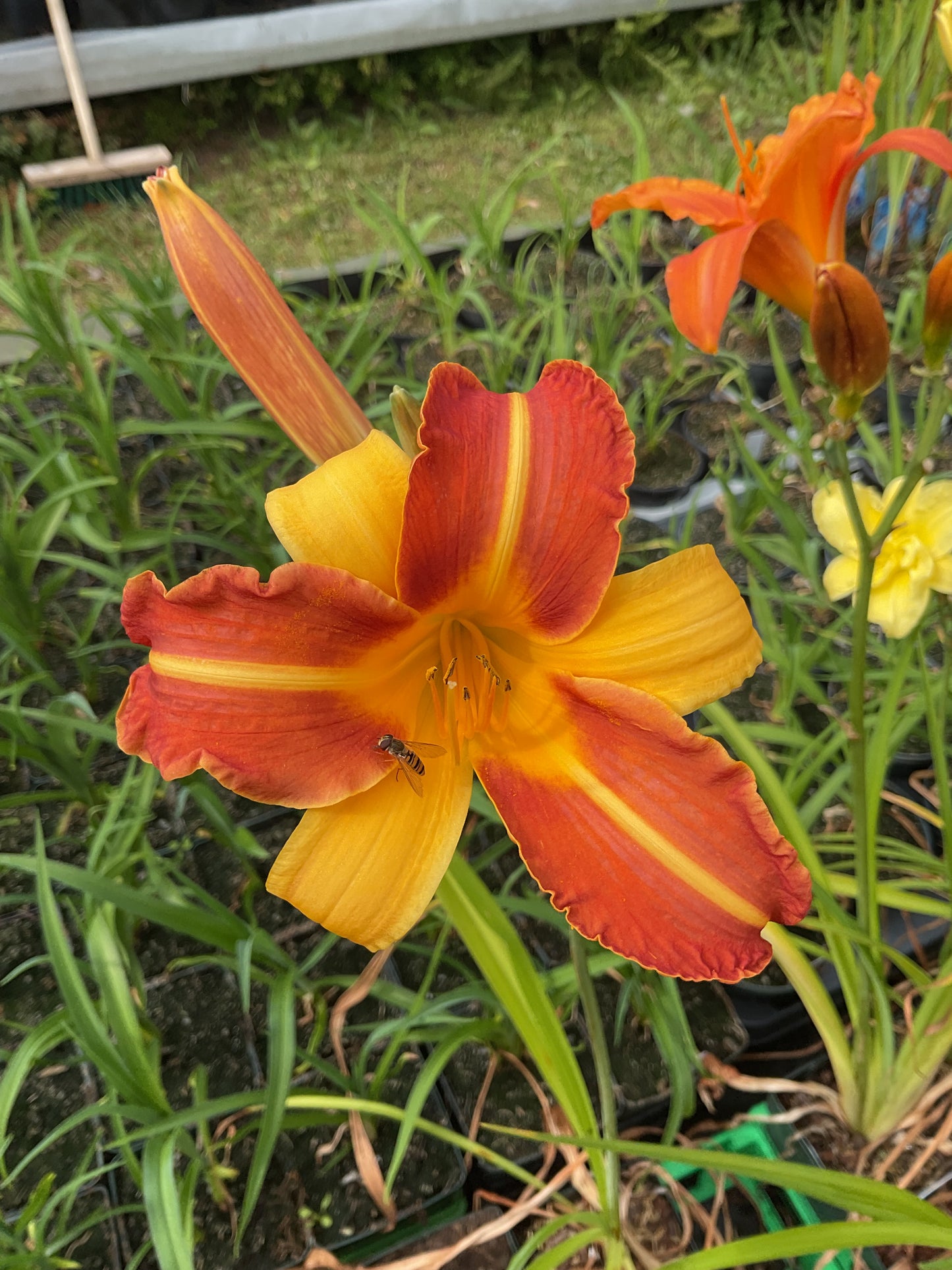 Hemerocallis ‘Frans Hals’