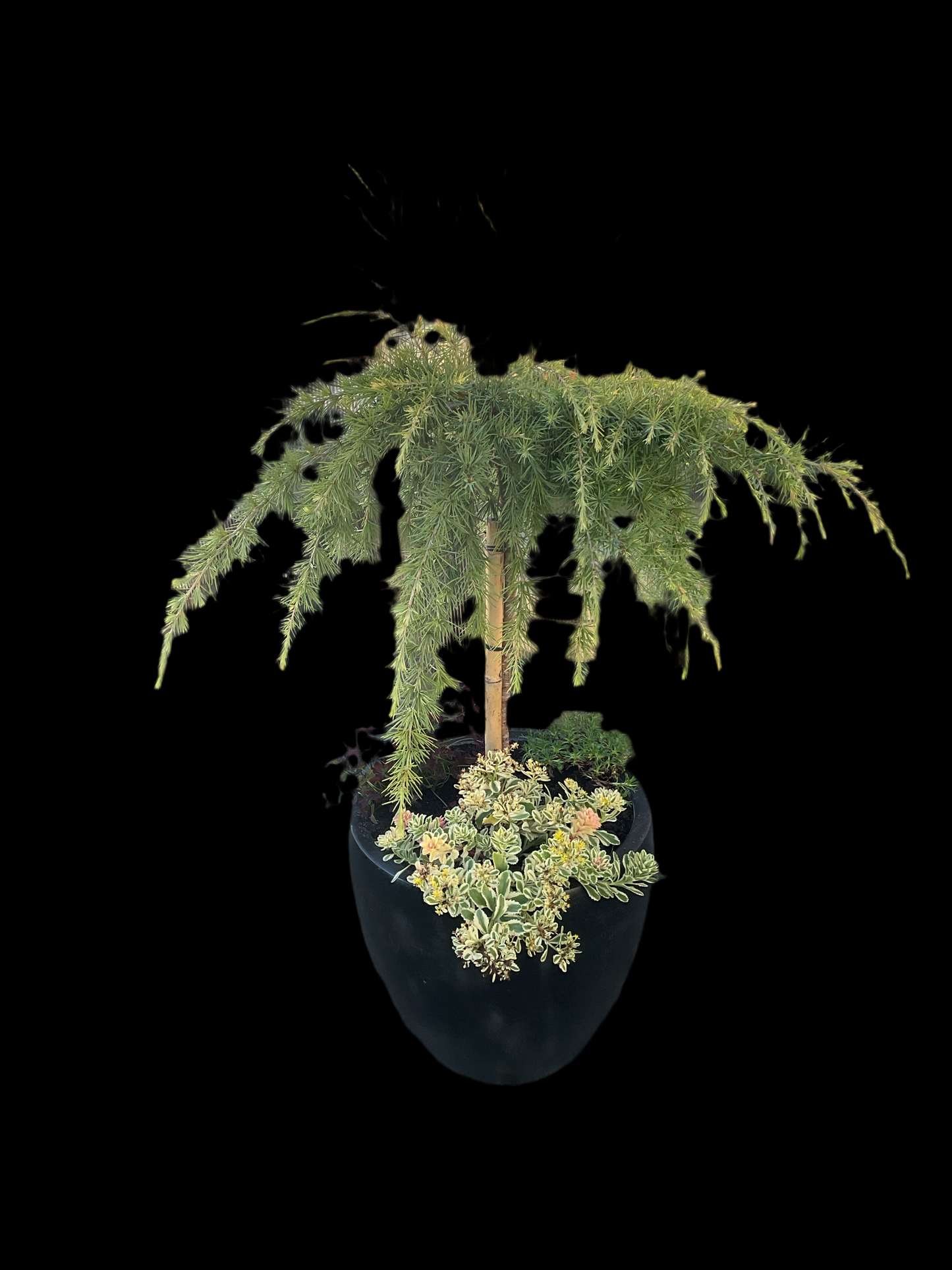 Sedum hybrid ‘Atlantis’ P13