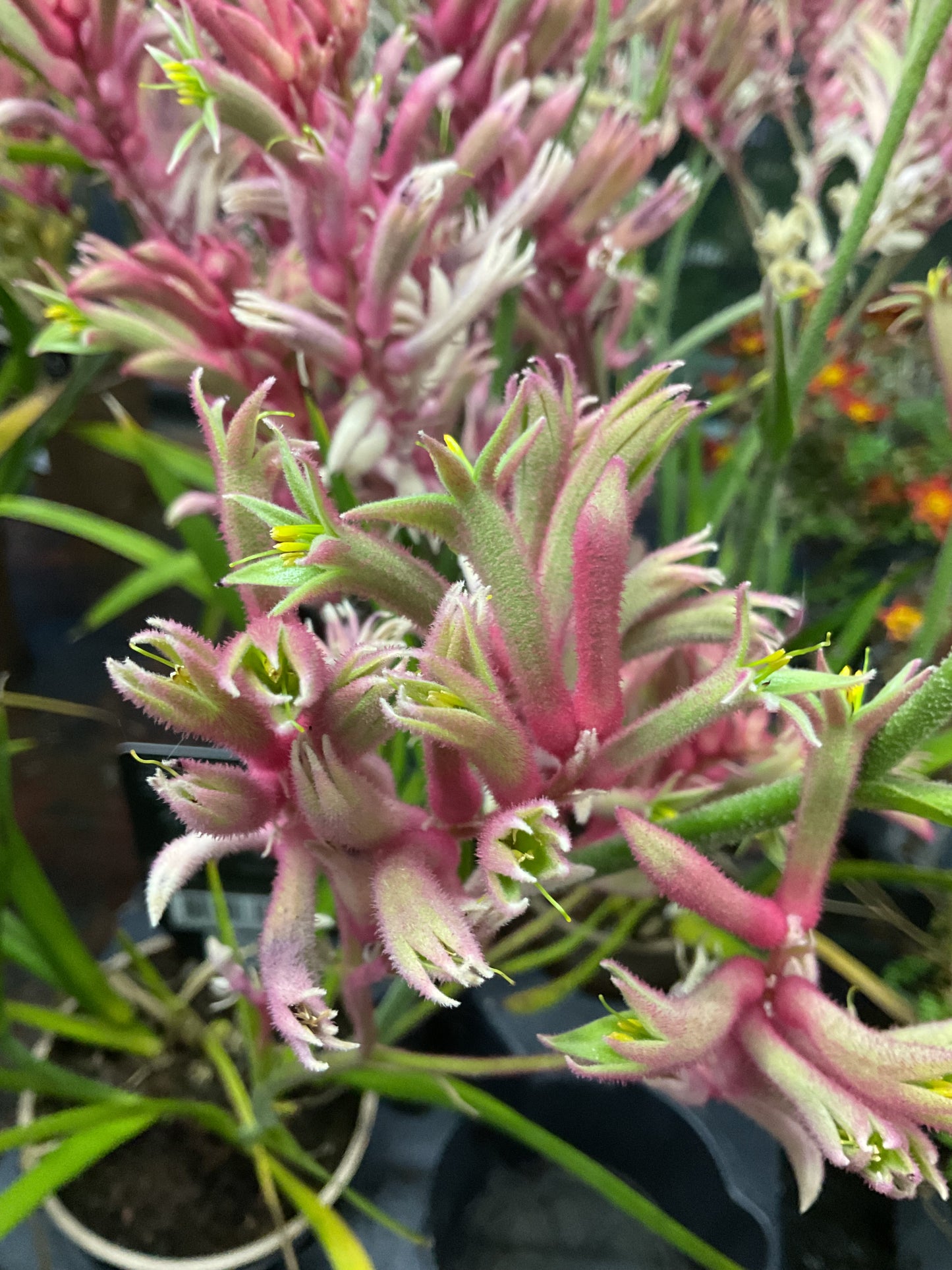 Anigozanthos ‘Beauty Pink’ P12