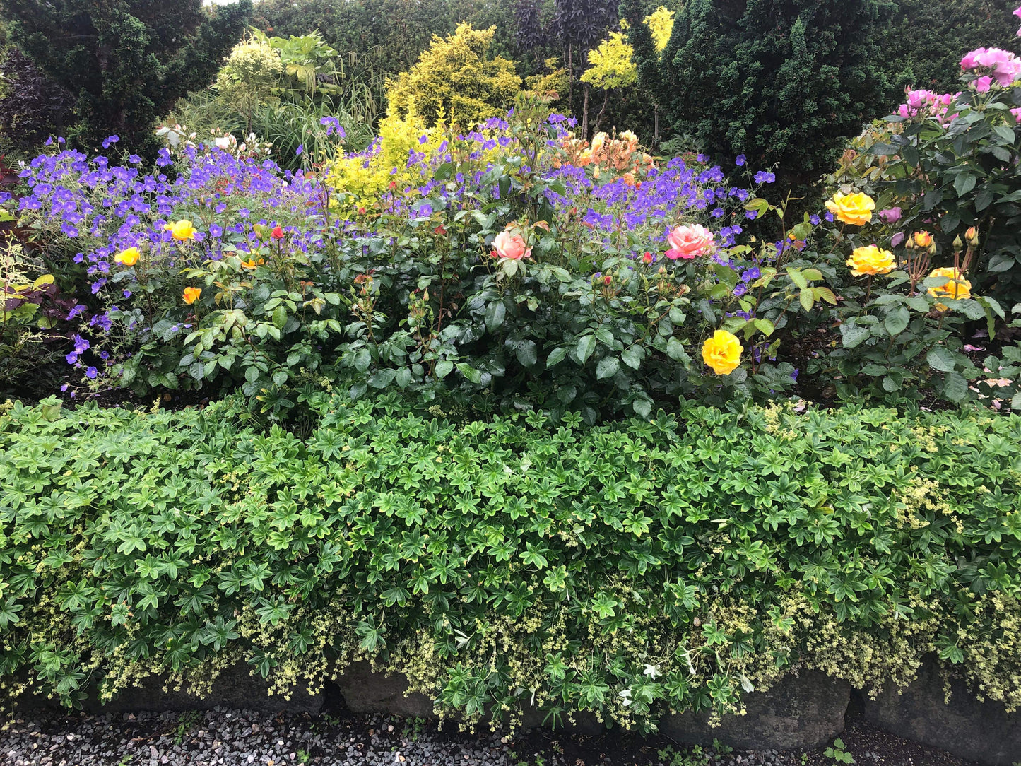Alchemilla alpina Koll. 6 stk