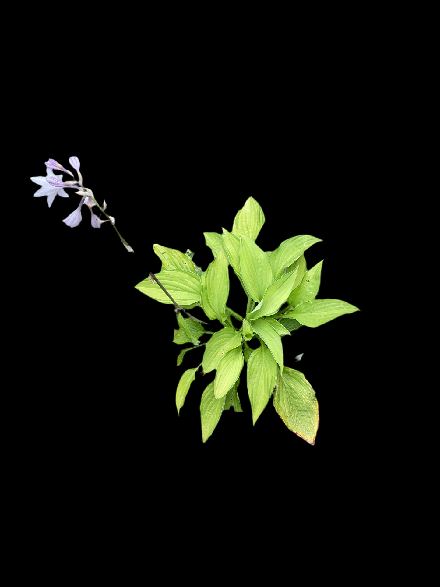 Hosta ‘Fortunei Albopicta’ P15