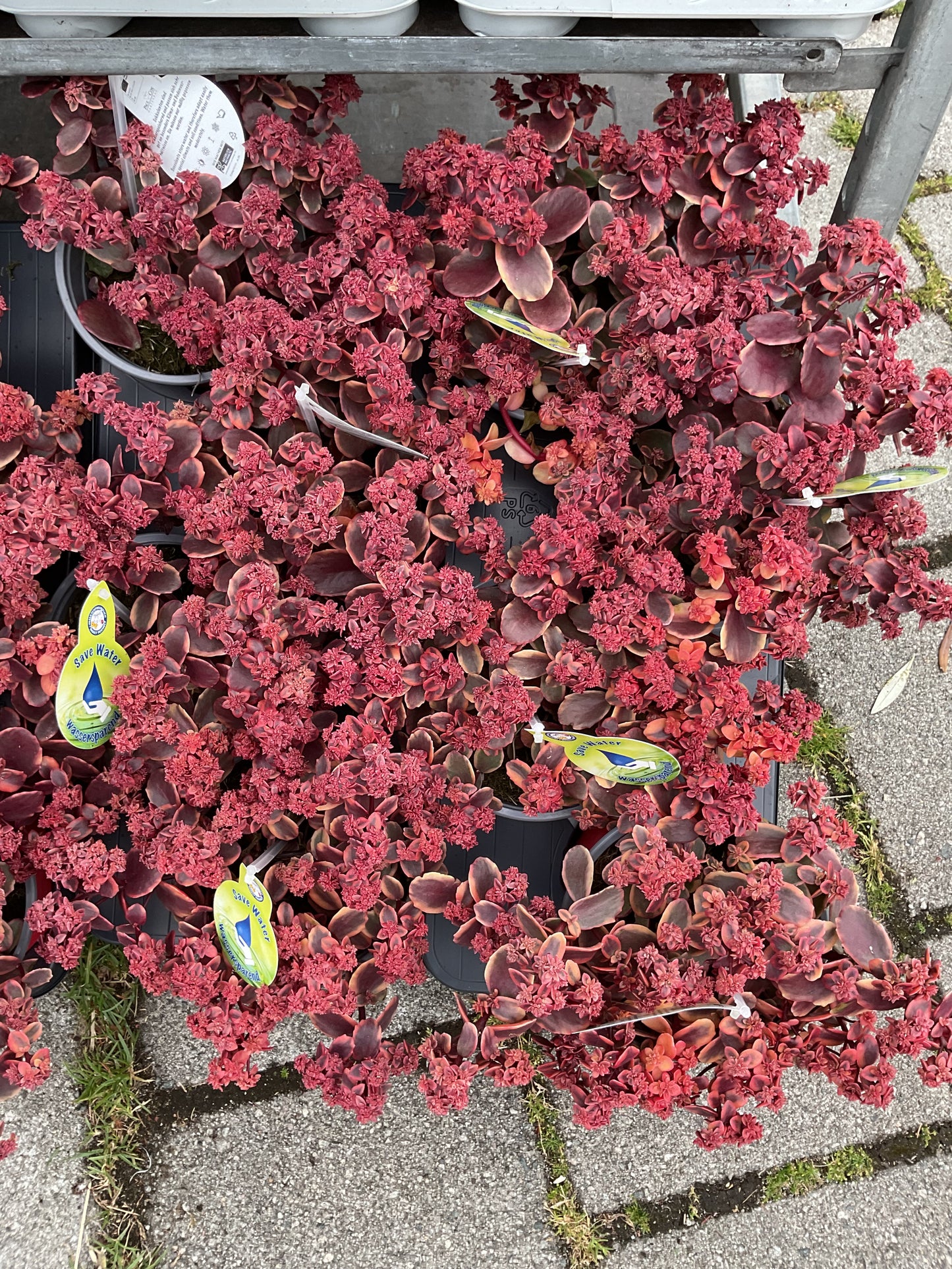 Sedum hyb.’Sunsparkler Wildfire’ P17