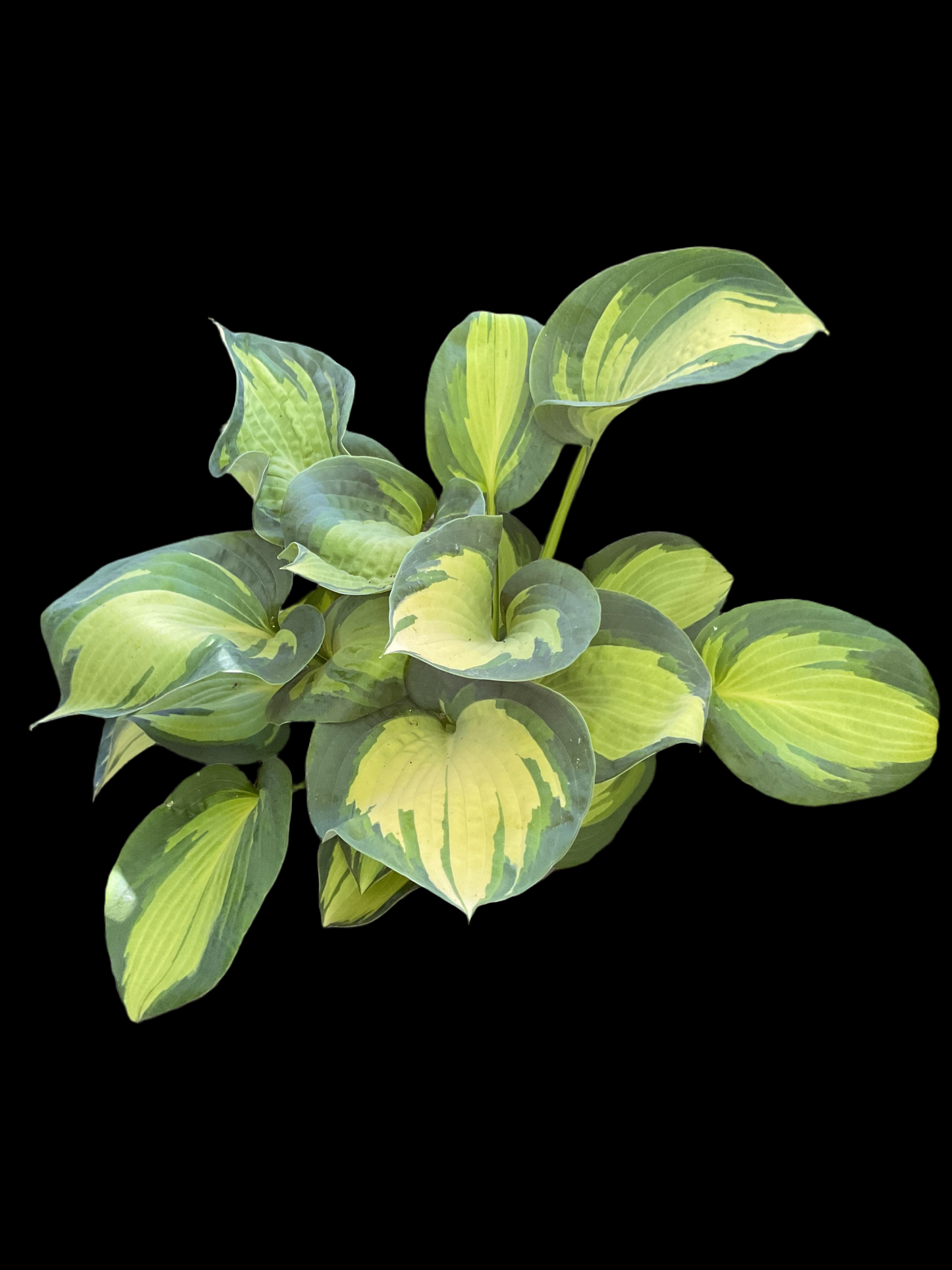 Hosta ‘Great Expectations’