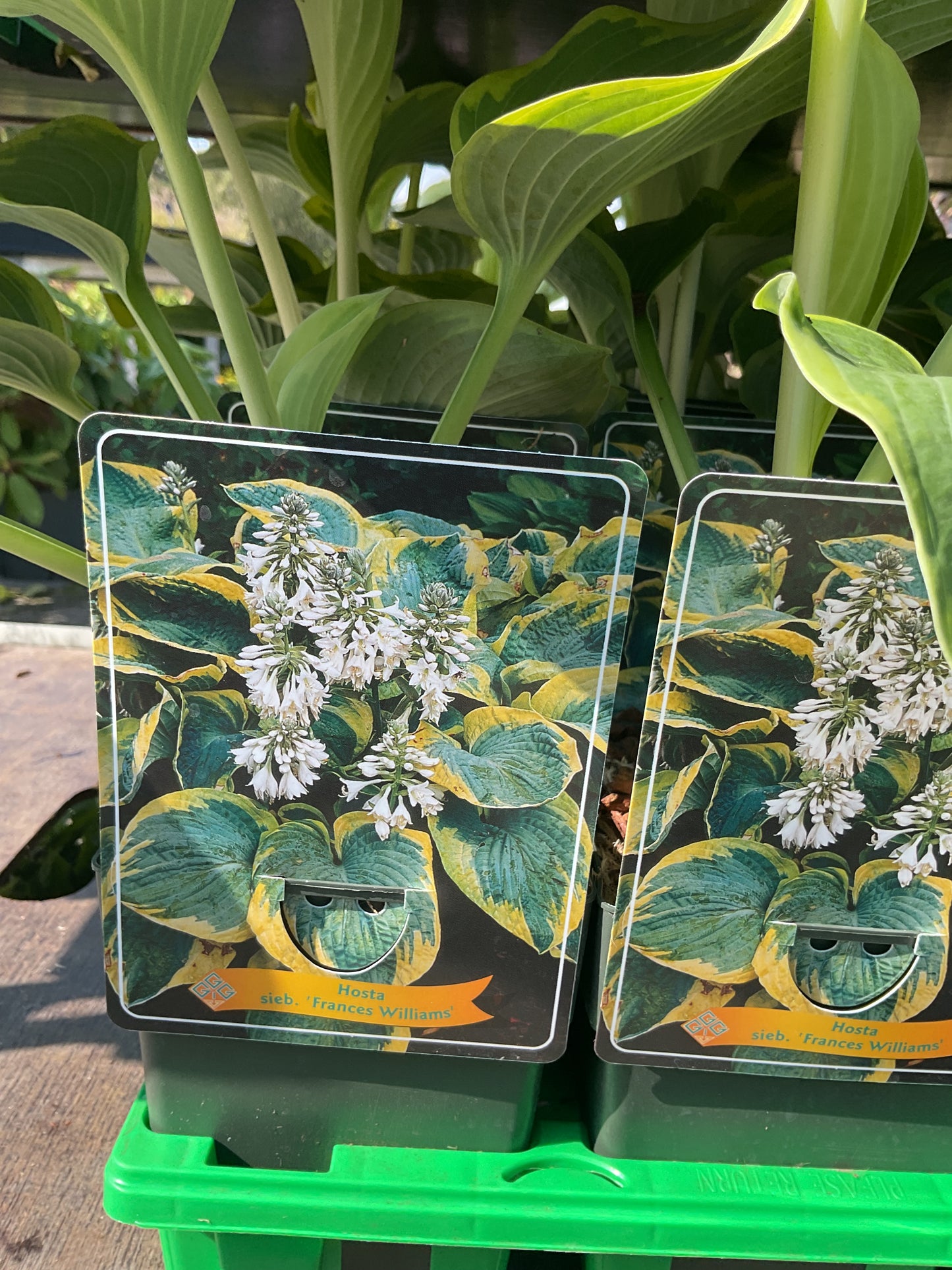 Hosta ‘Frances Williams’ P11x11
