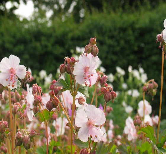Geranium cantabrigense ‘Biokovo’