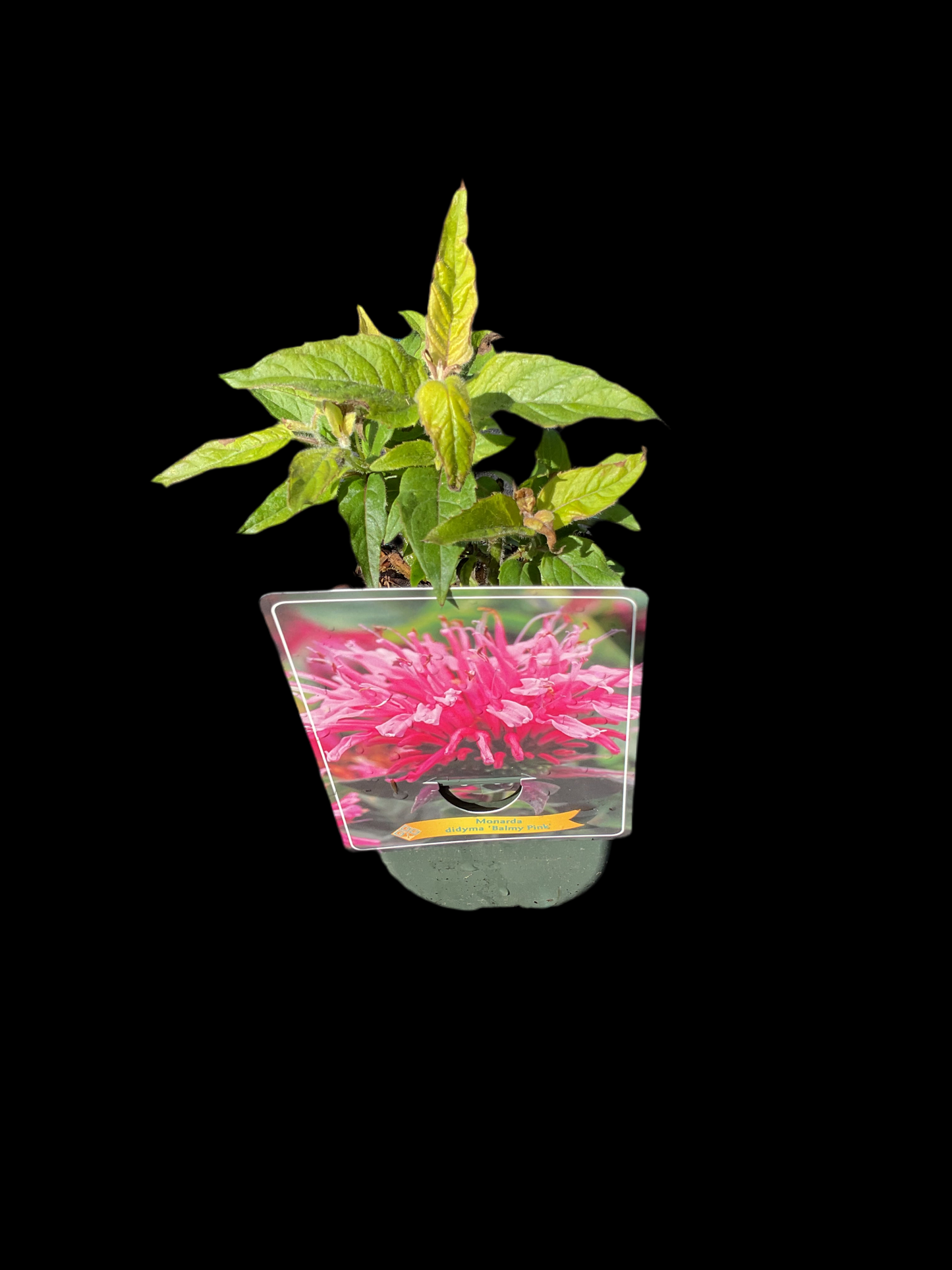 Monarda didyma ‘Balmy Pink’ P11x11